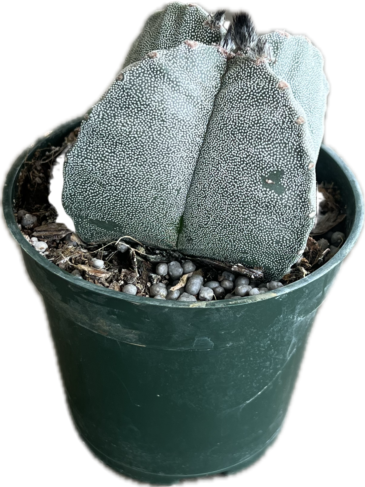 Astrophytum Myiostigma 4"