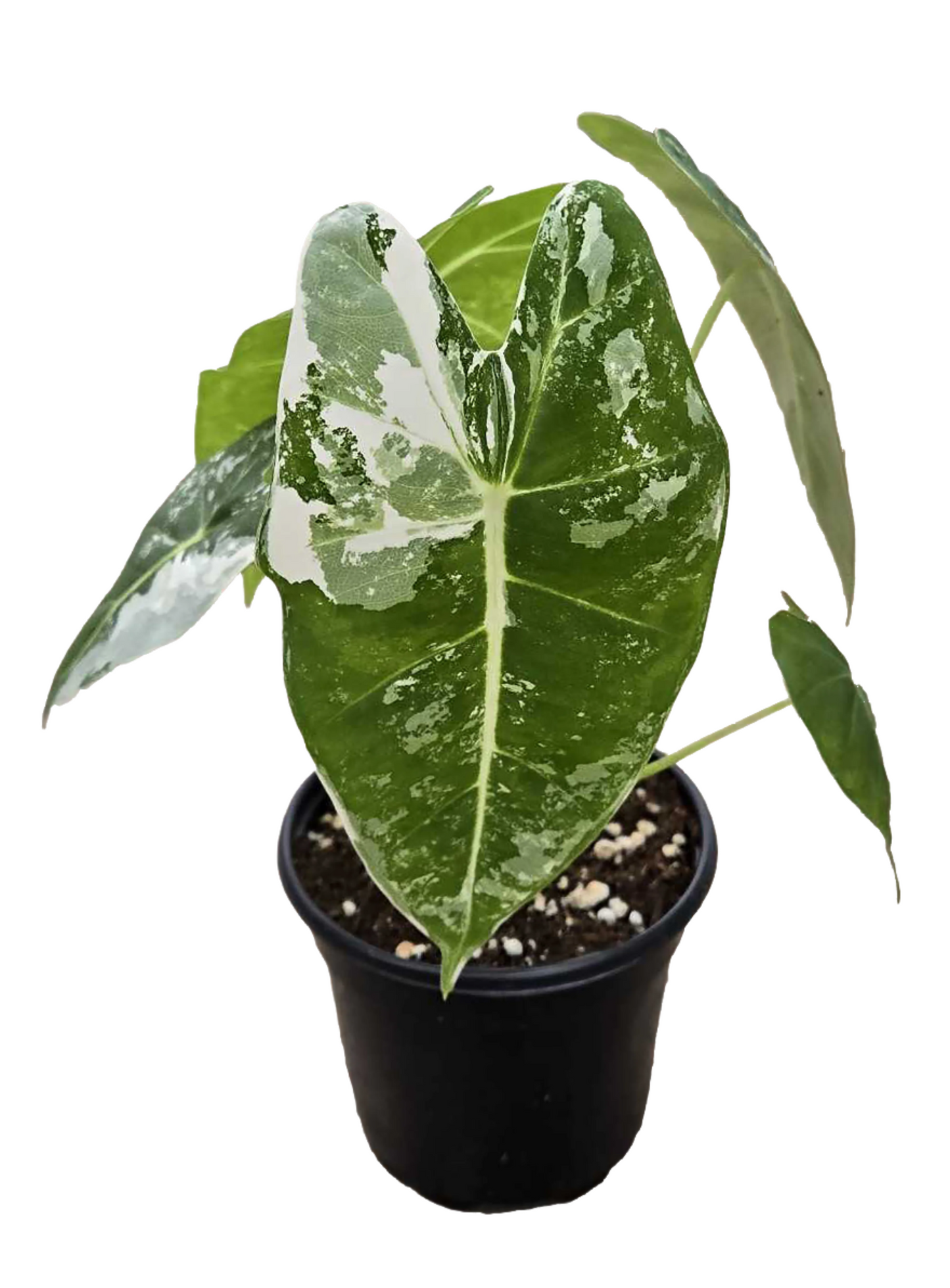 Alocasia ‘Frydek Variegated’ 4”