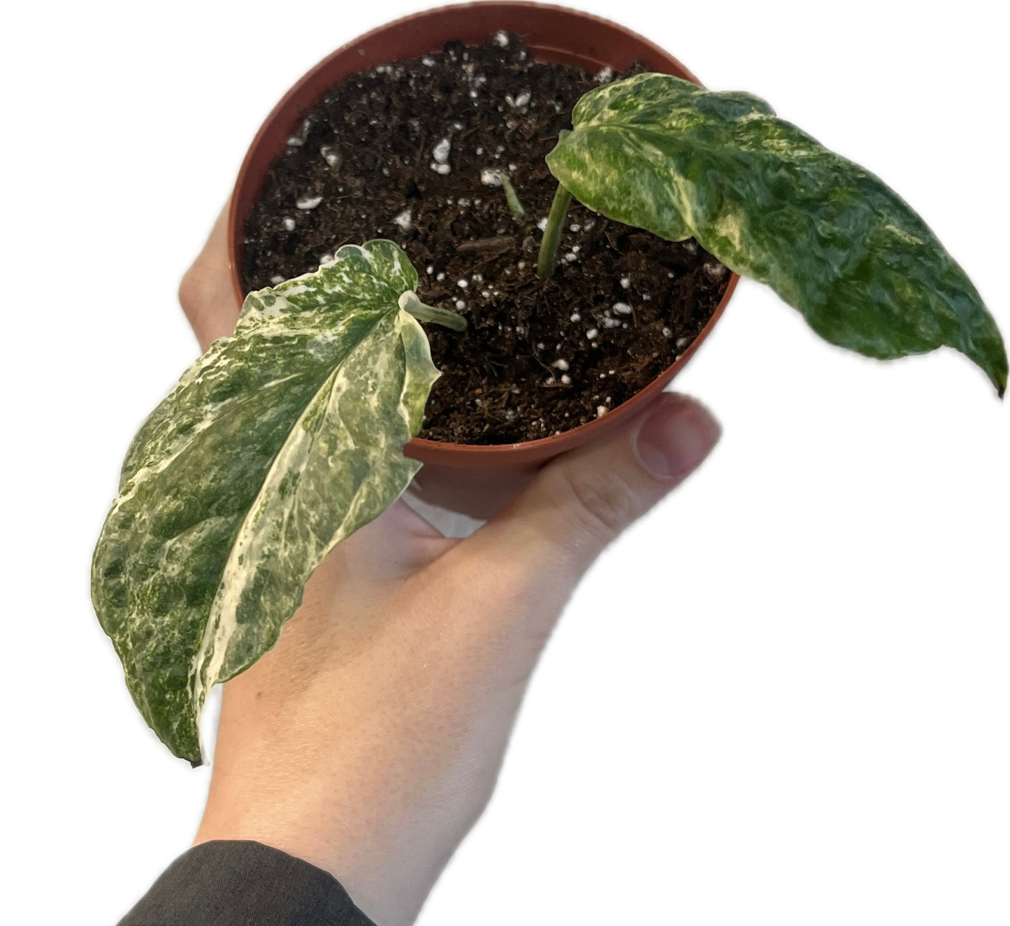 Amydrium 'Medium Variegated'