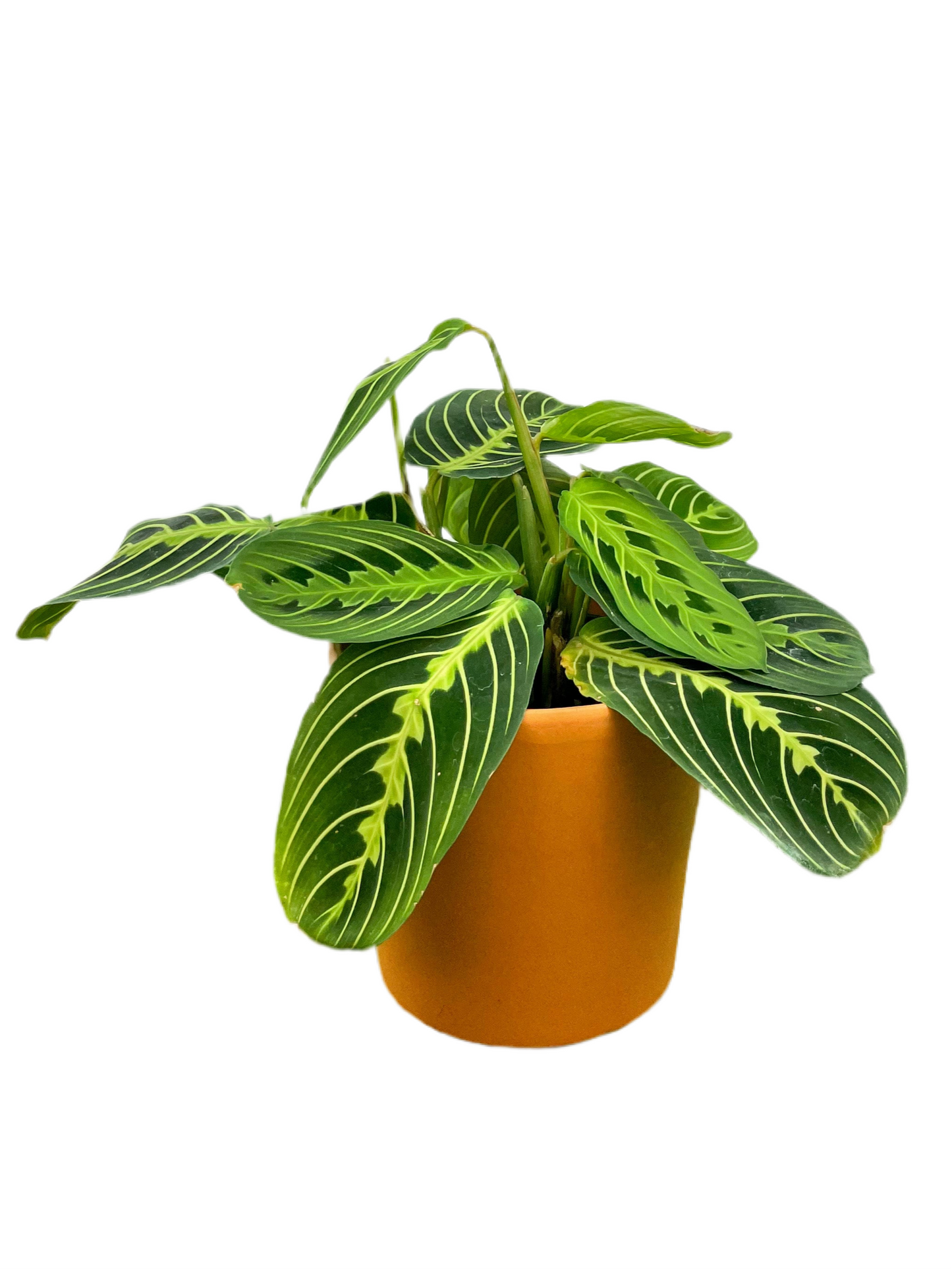 Maranta ‘Lemon Lime’