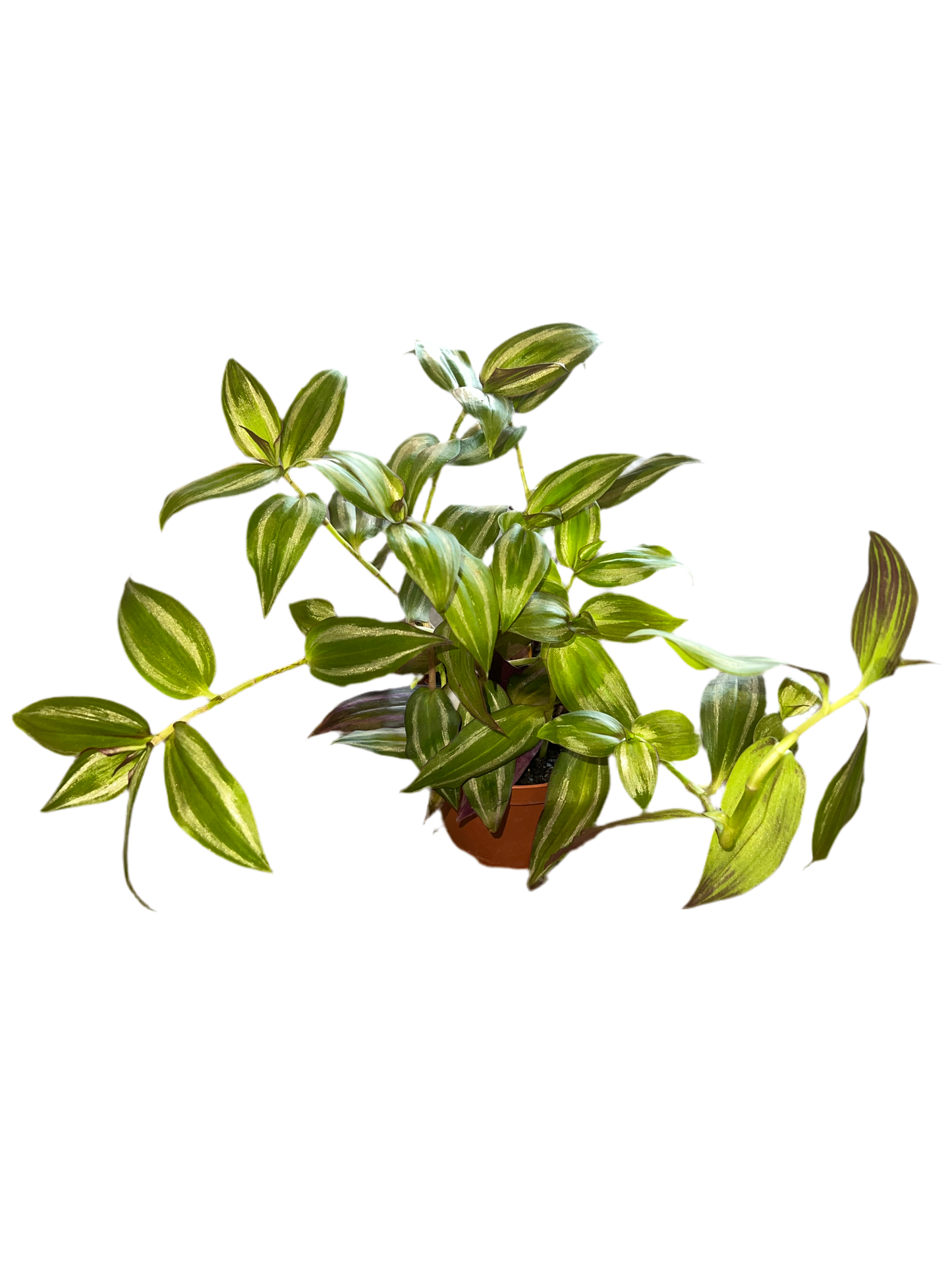 Tradescantia Wandering Plant