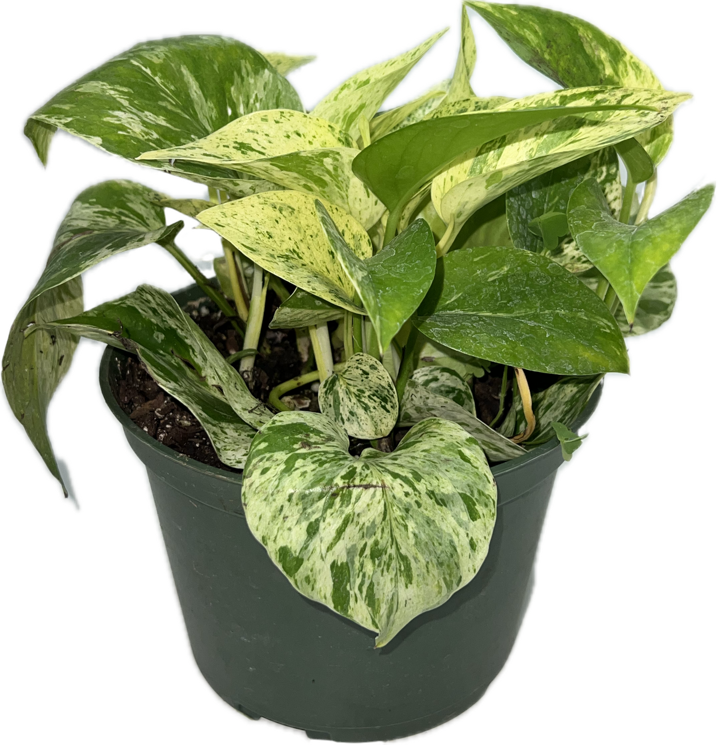 Epipremnum ‘Marble Queen Pothos’