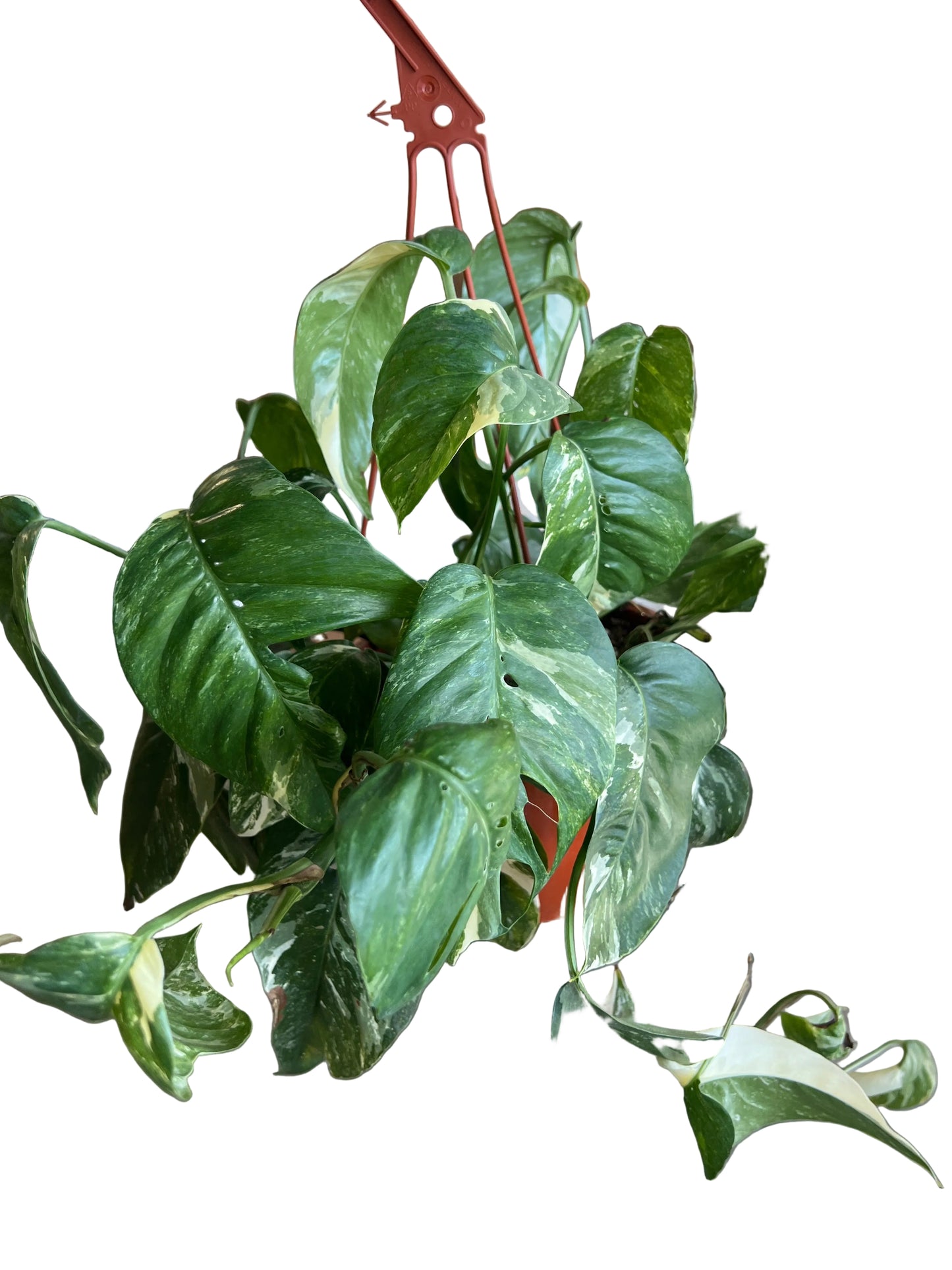 Epipremnum 'Pinnatum Albo'