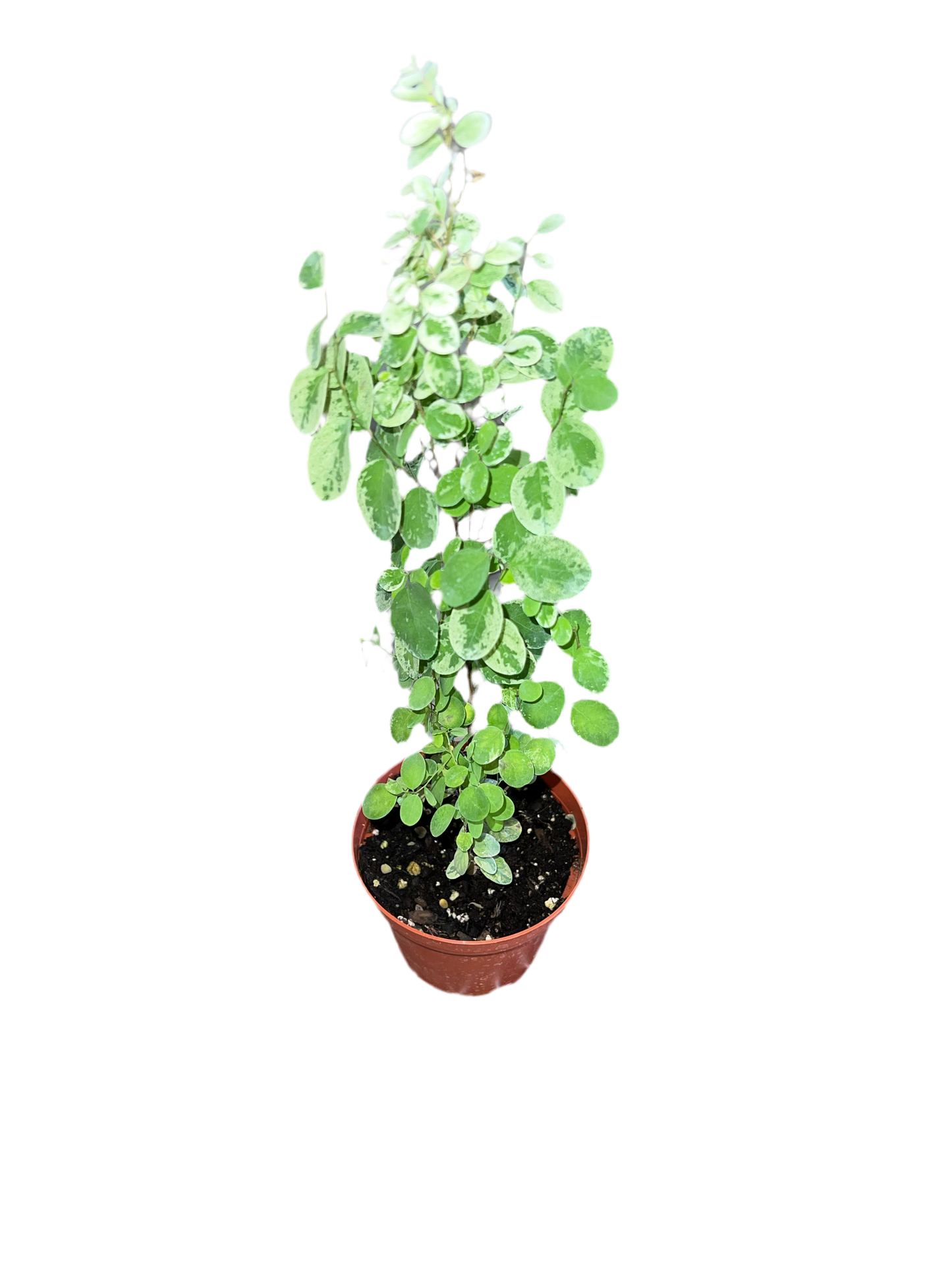 Breynia Disticha 'Snow Bush' 4"