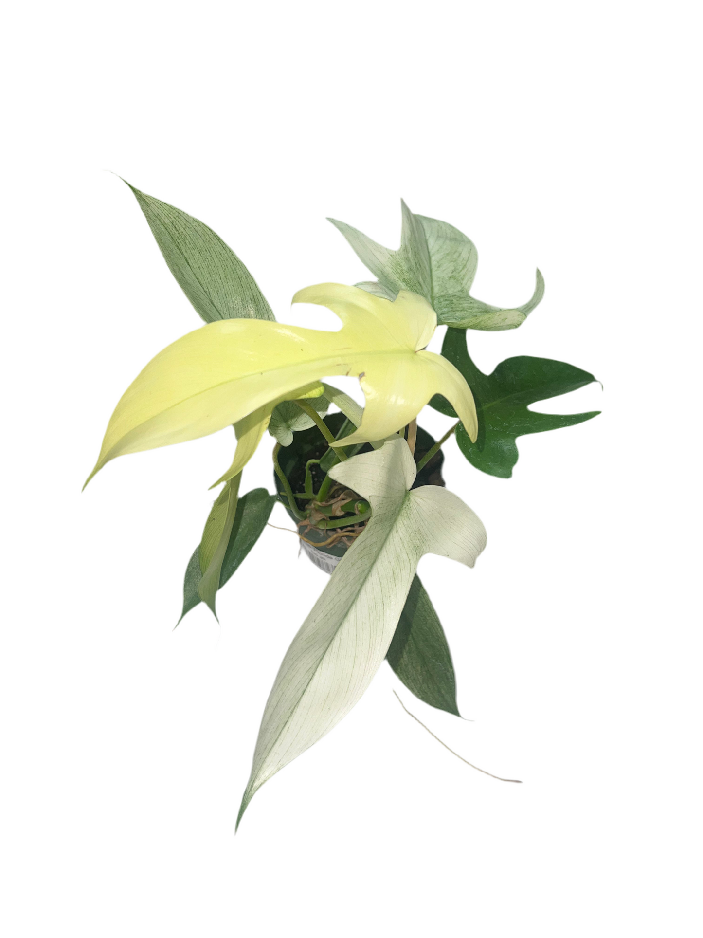 Philodendron 'Florida Ghost' 4"