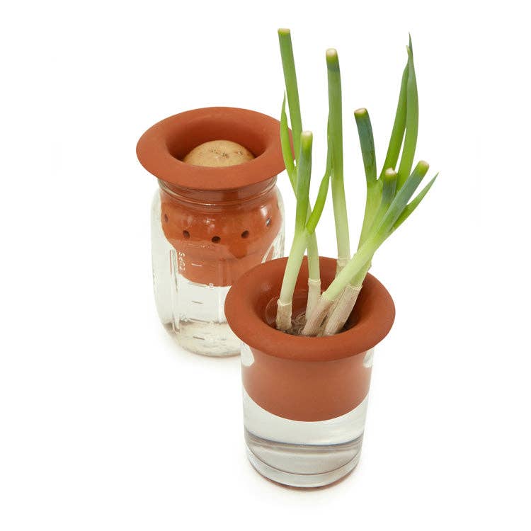 Terracotta Regrower