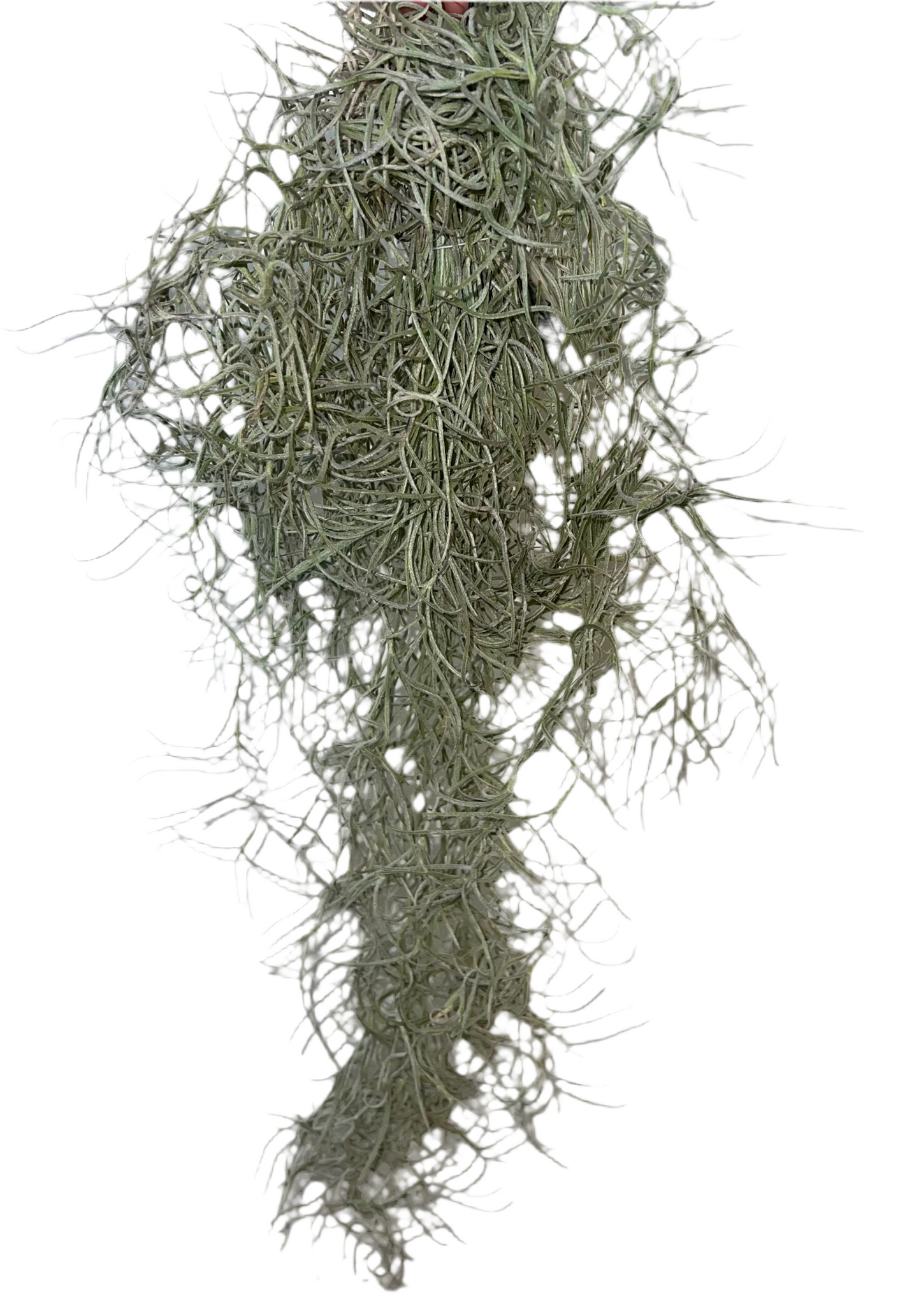 Spanish Moss
