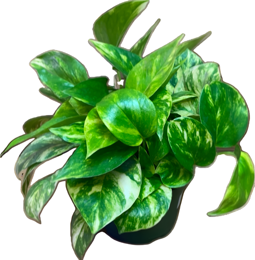 Epipremnum 'Golden Pothos'