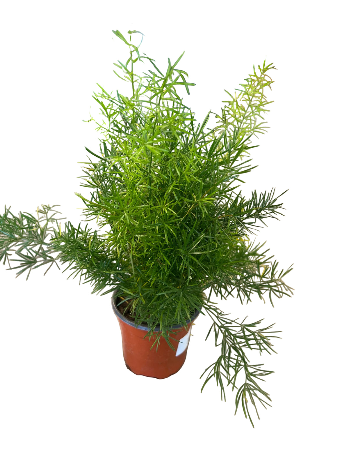 Fern ‘Asparagus’ 4”