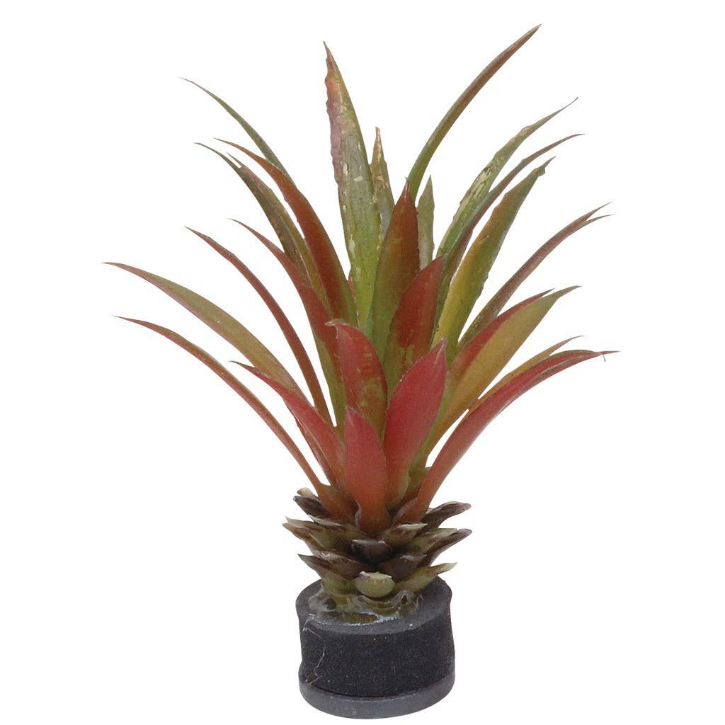 Botanical Magnet Cactus