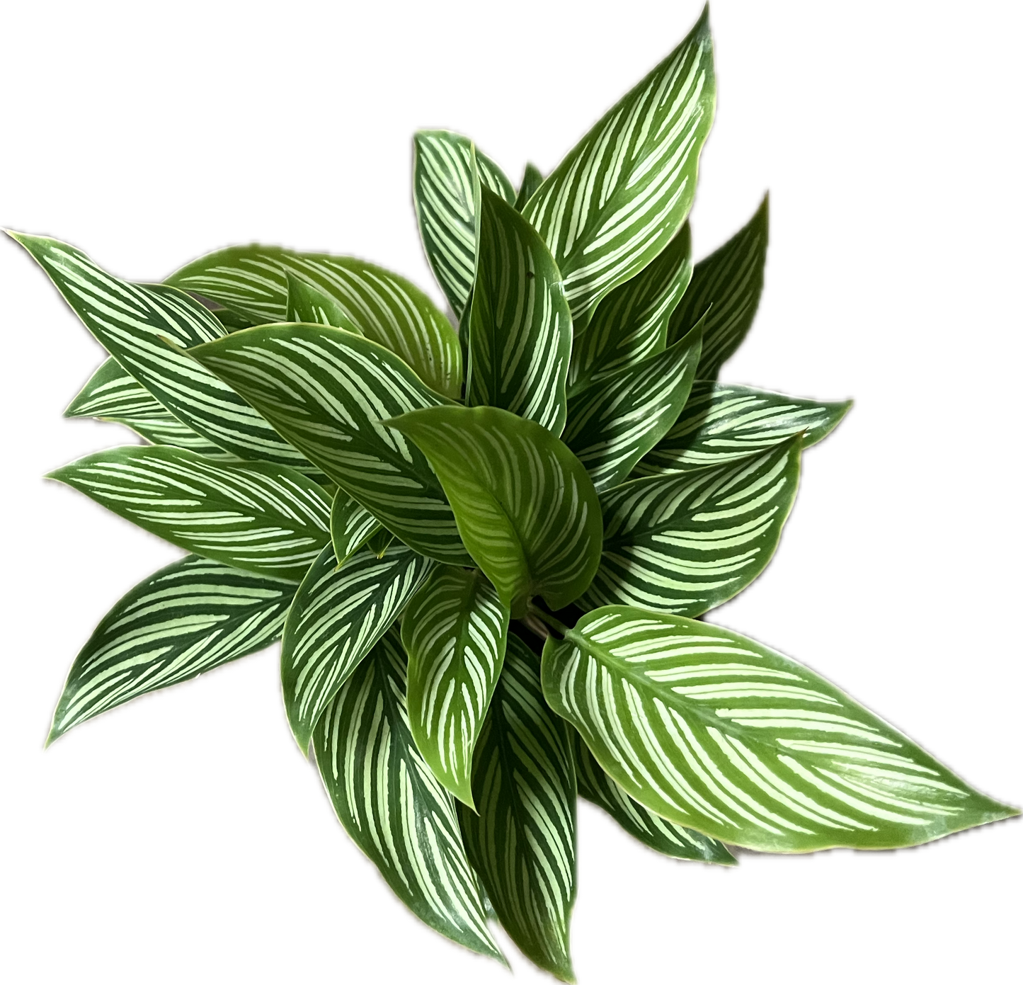 Calathea Assorted