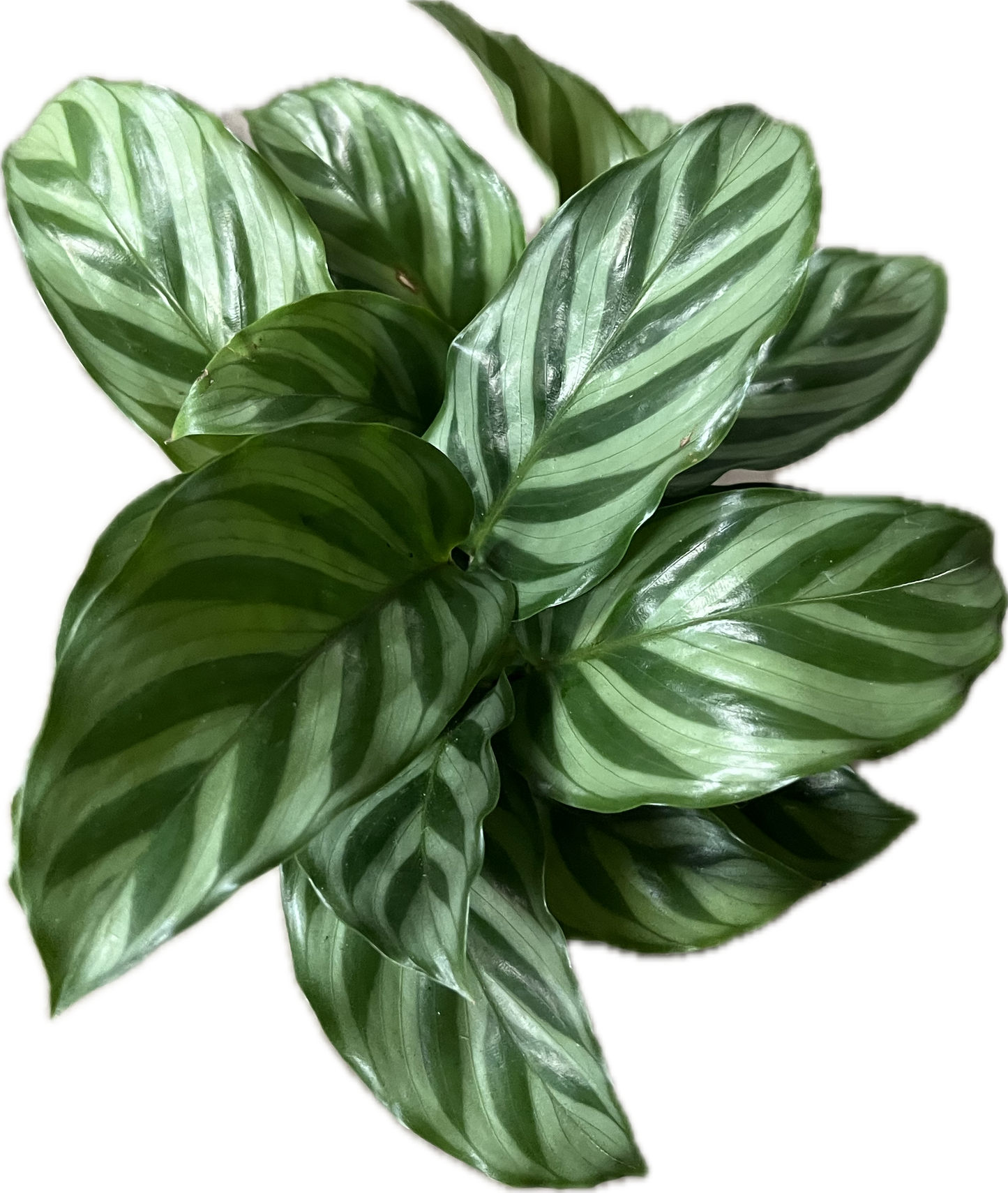 Calathea Assorted