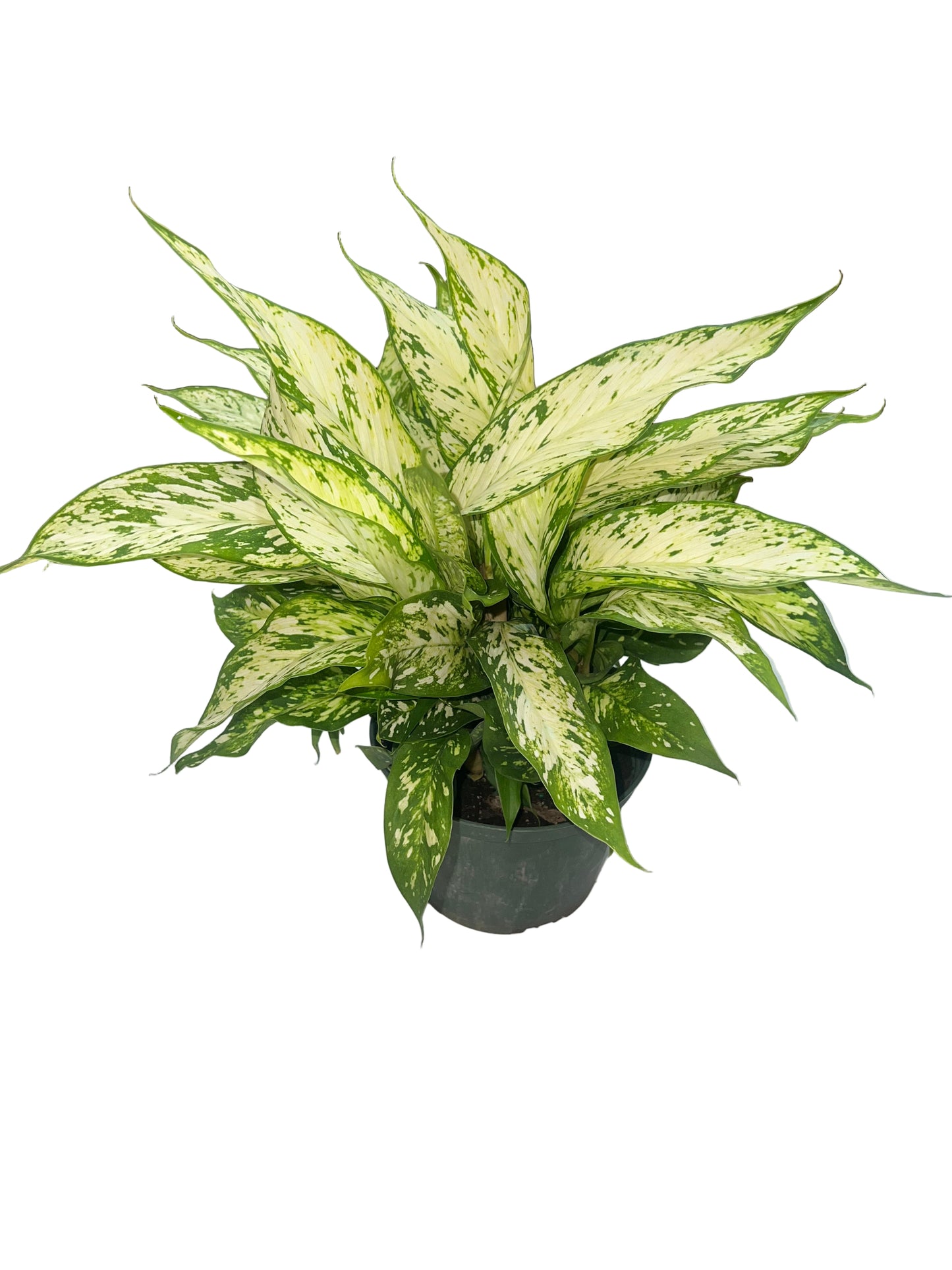 Dieffenbachia 'Starbright' 6"