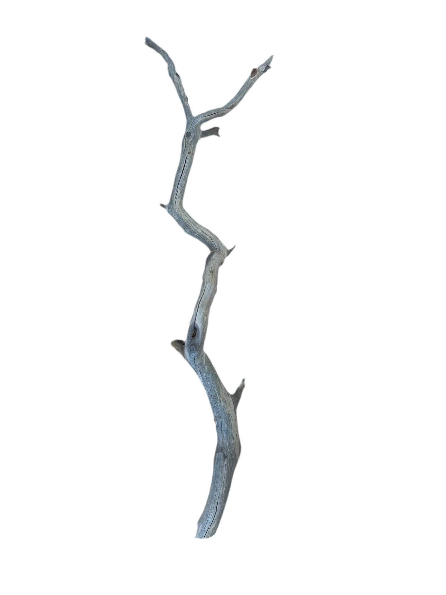 White Leaf Manzanita- Medium