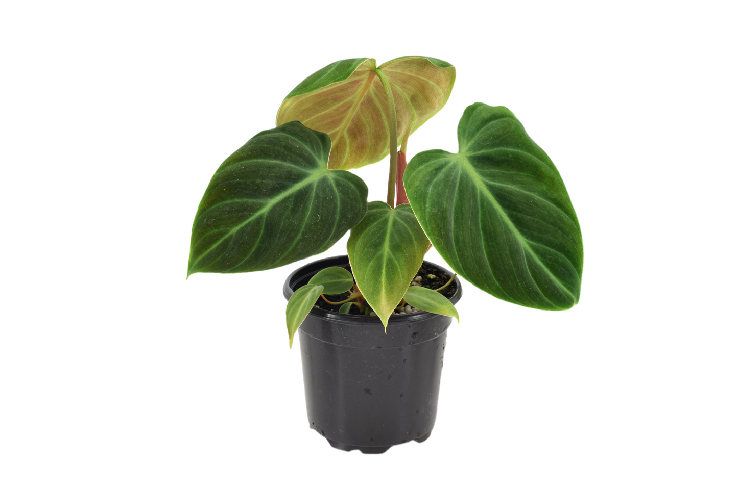 Philodendron El Choco Red 4”