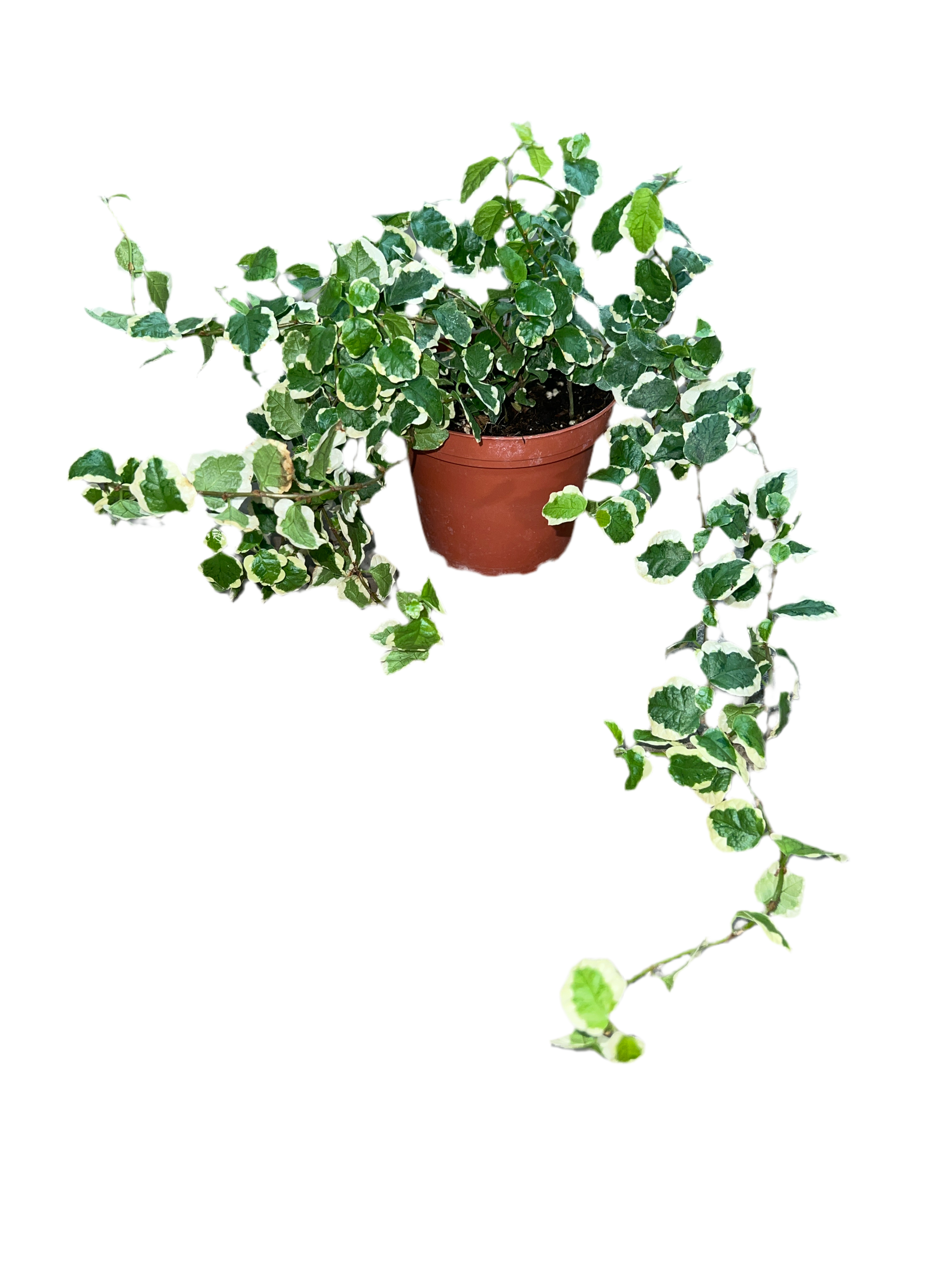 creeping fig house plant Ficus Pumila ‘Variegated Creeping Fig’ 4”