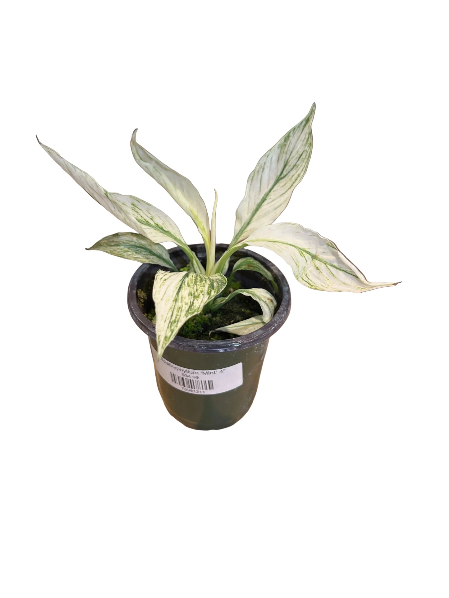 Spathyphyllum ‘Mint’ 4"