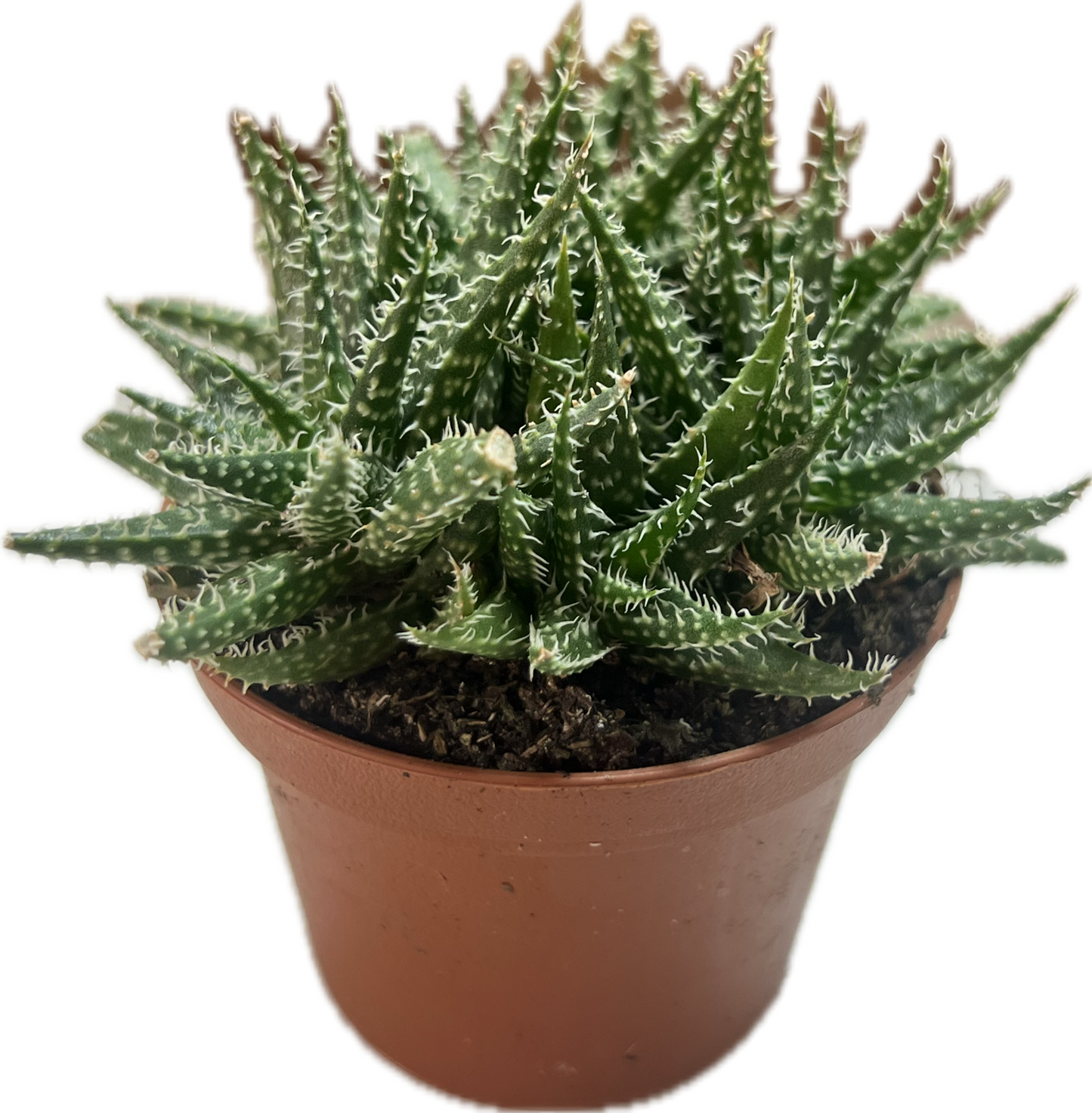 Aloe Assorted 3"