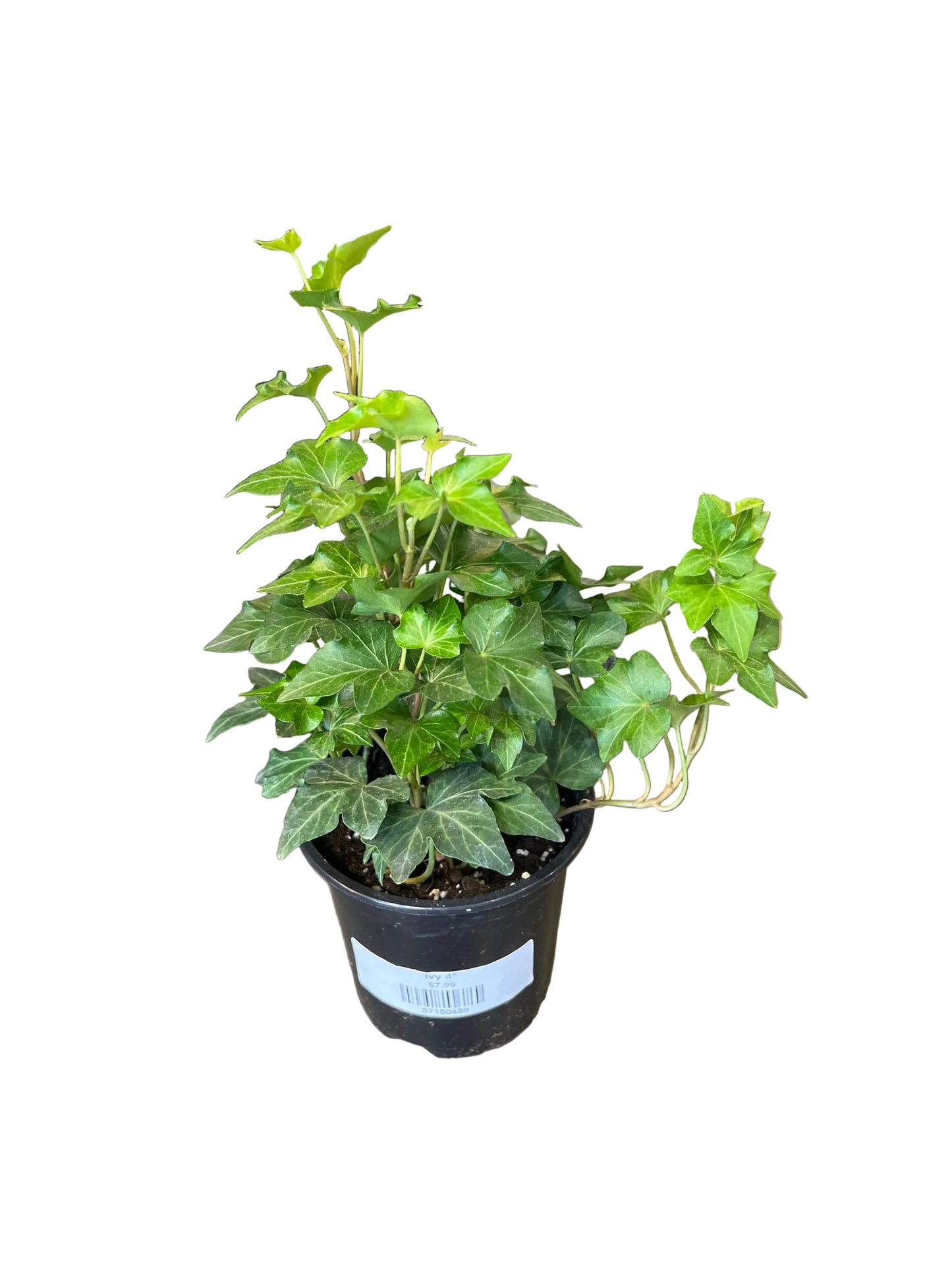 Ivy 4"