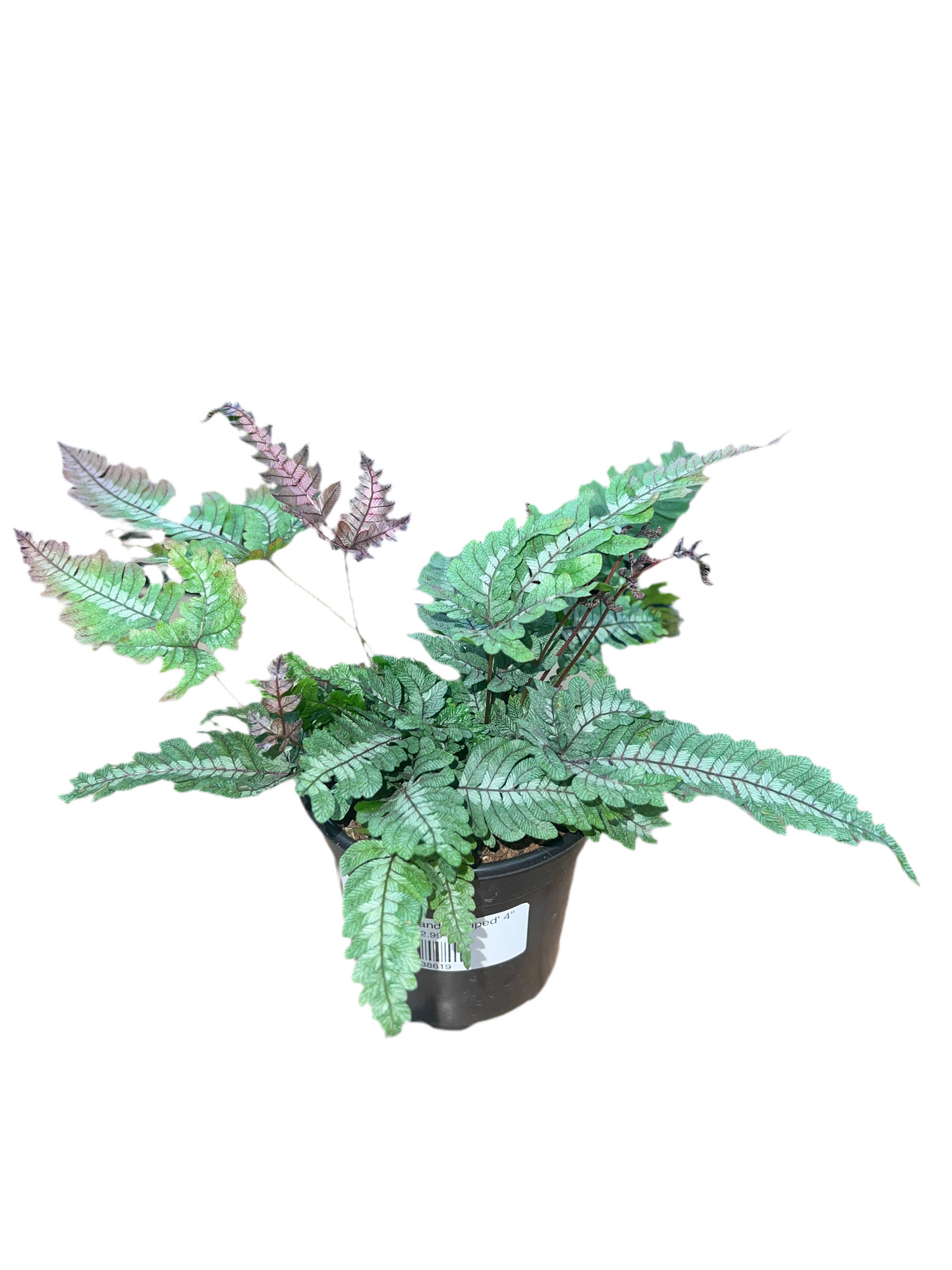 Fern 'Pteris Candy Striped' 4"