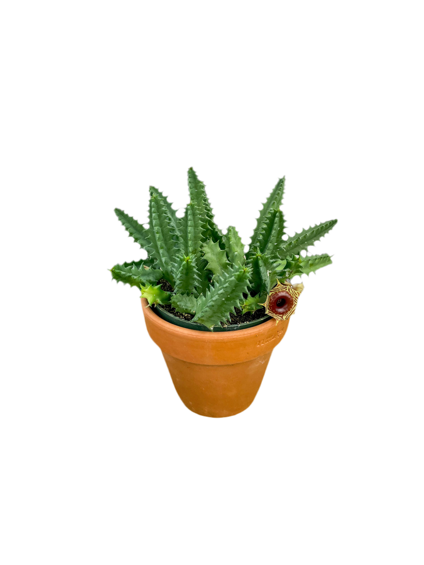 Huernia Zebrina 'Lifesaver Plant' 4"