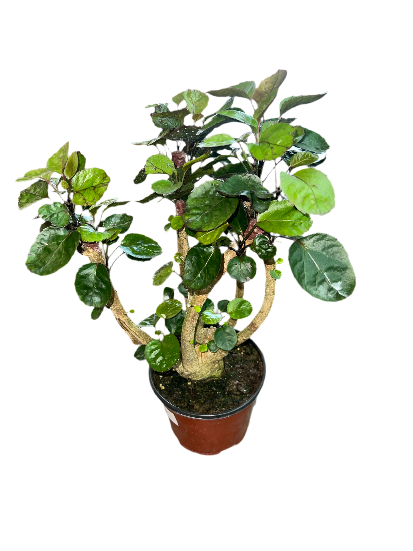 Aralia 'Fabian' 6"