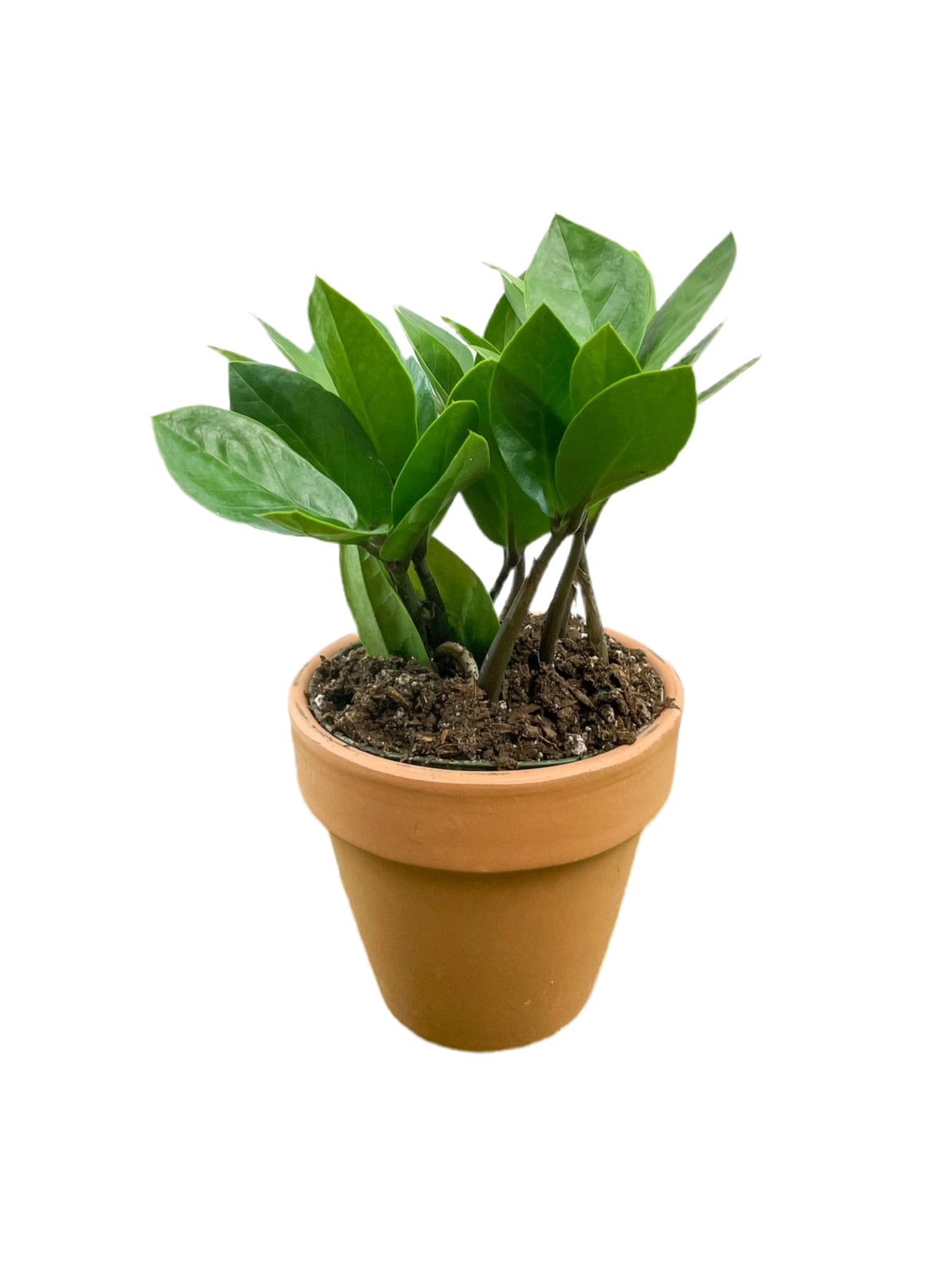 ZZ Plant