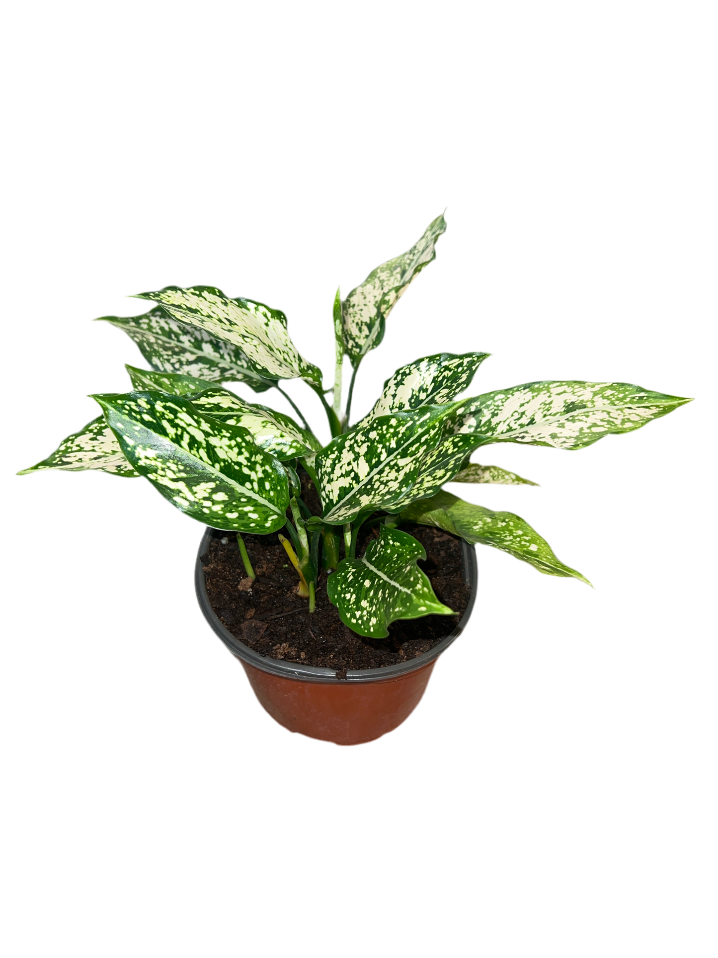 Aglaonema 'Osaka' 6"