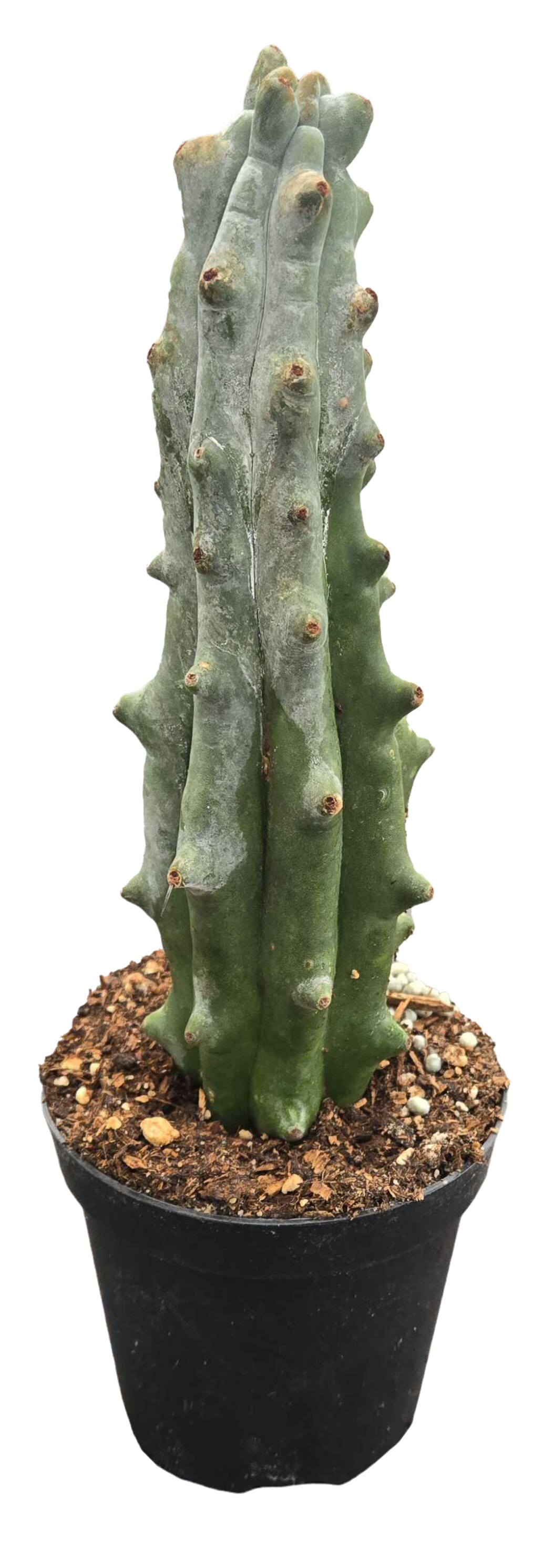 Cactus ‘Ghost White Boobie’ 4”