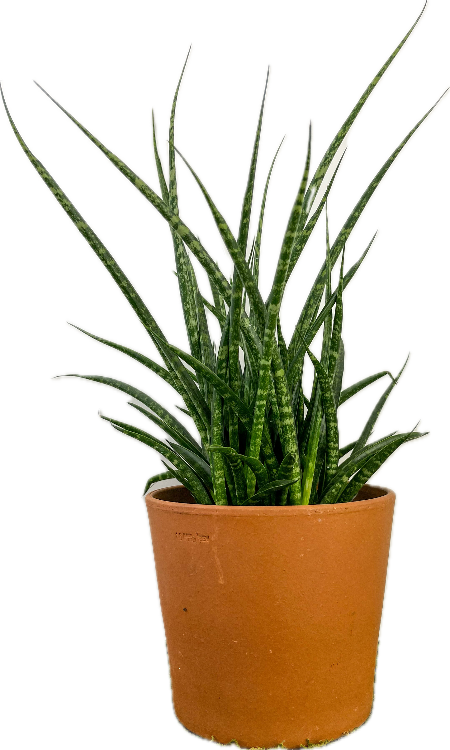 Sanseveria 'Bacularis Mikado'