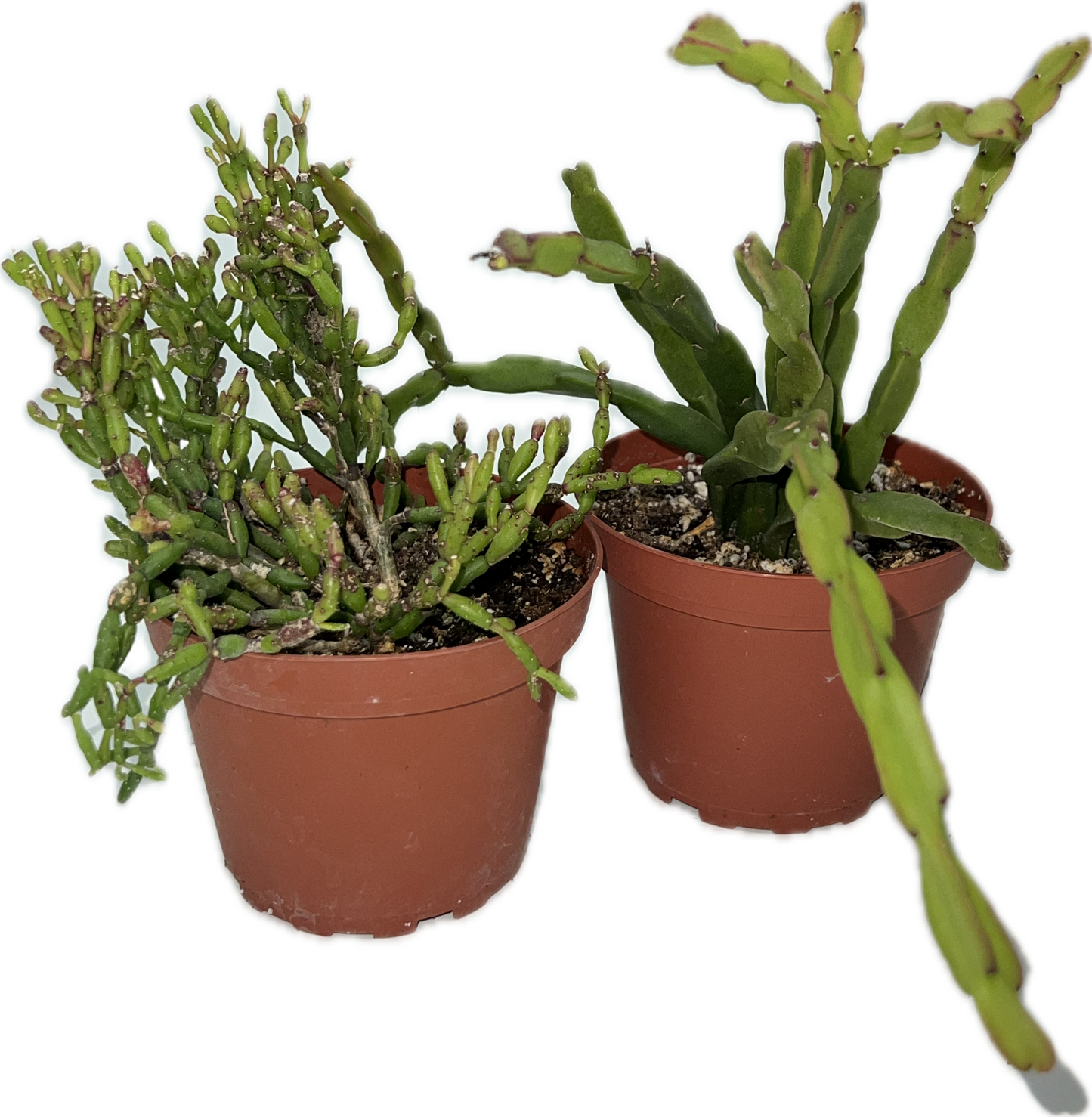 Rhipsalis Assorted