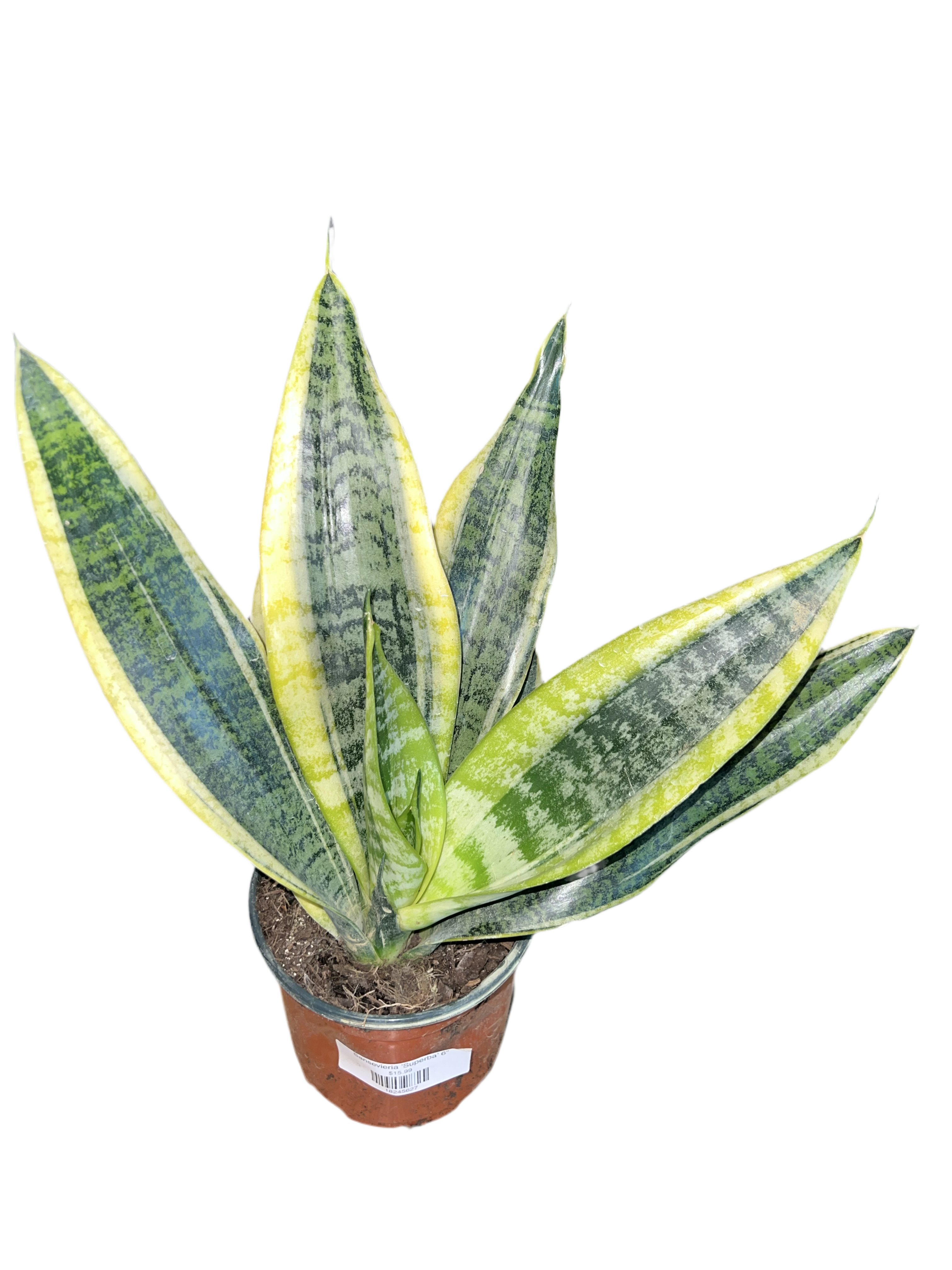 superba sansevieria Sansevieria 'Superba' – The Plant Room