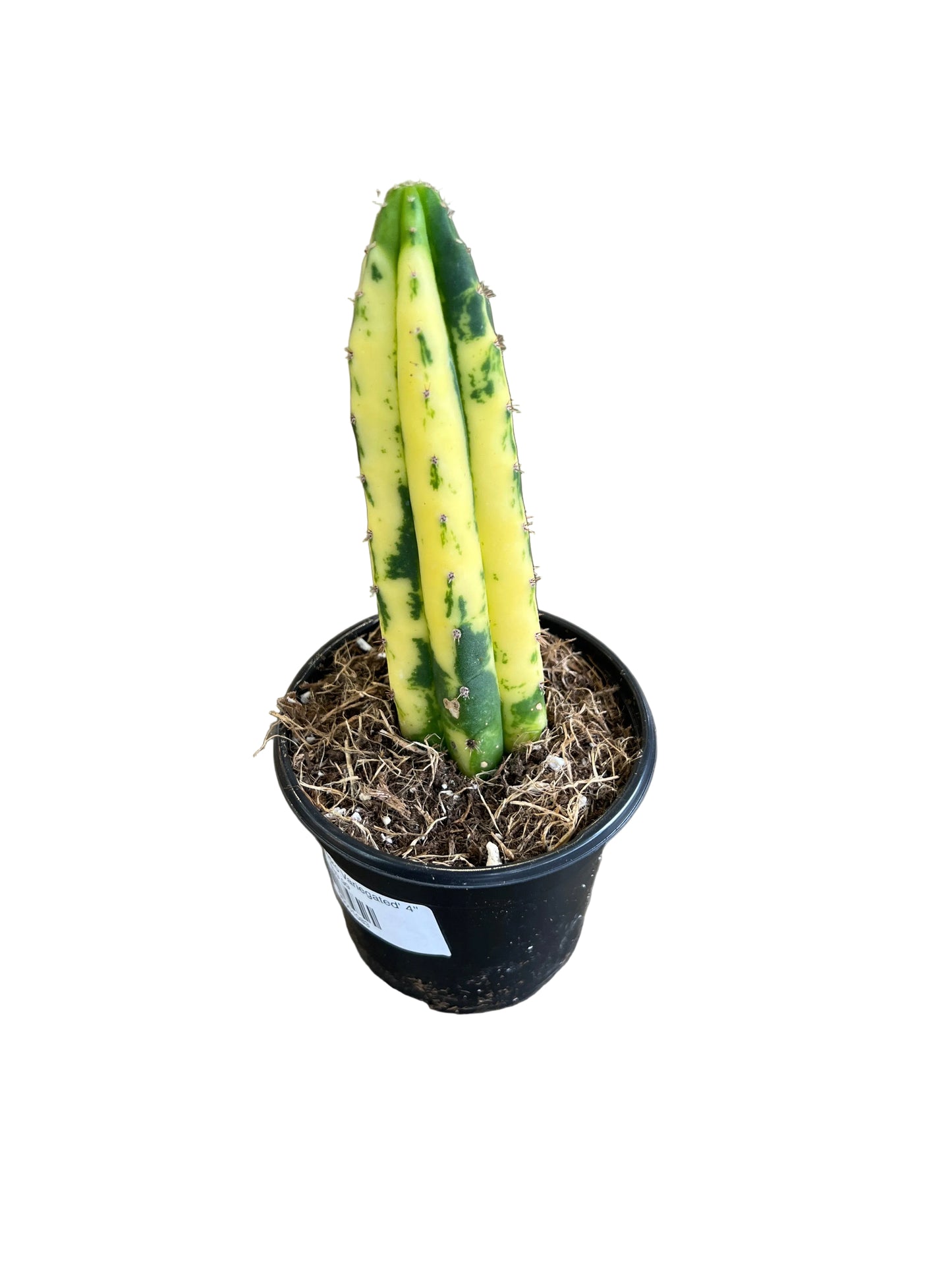 Cacti 'San Pedro Variegated' 4"