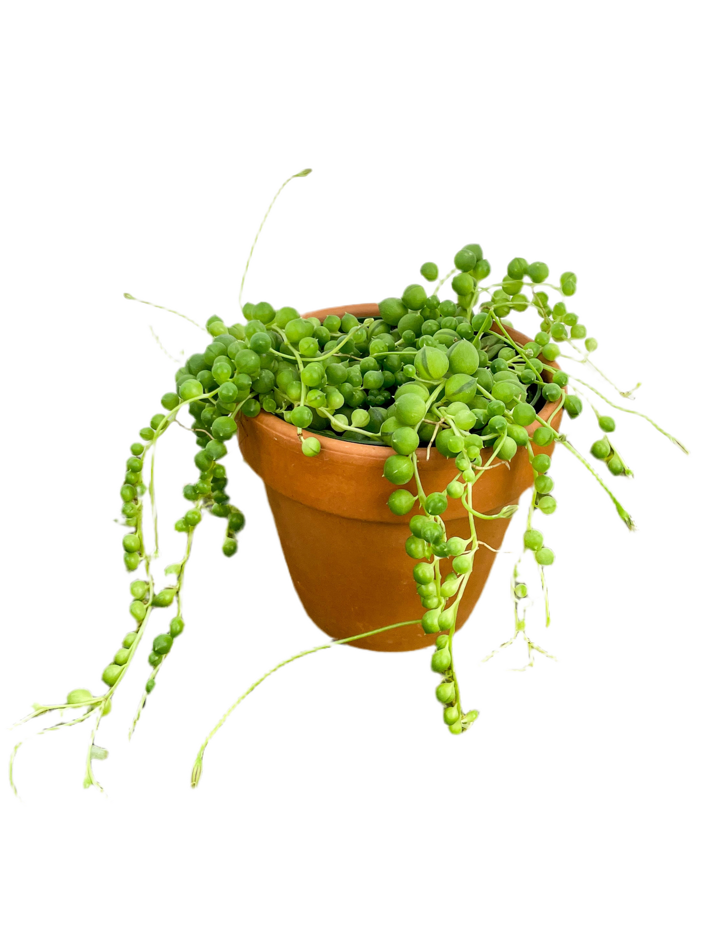 String of Pearls