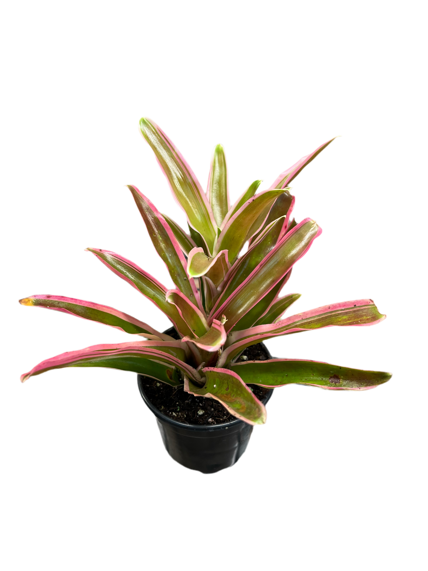 Bromeliad Neoregelia ‘Zoe’ 4”