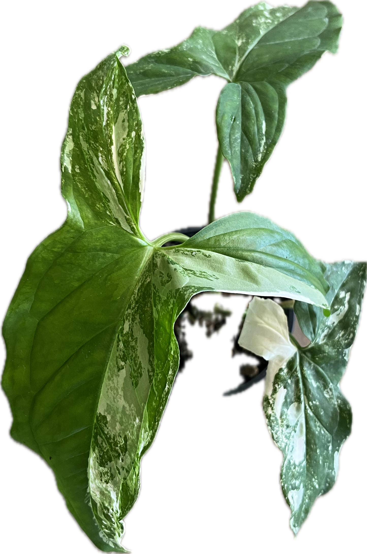Syngonium ‘Albo’ 4”