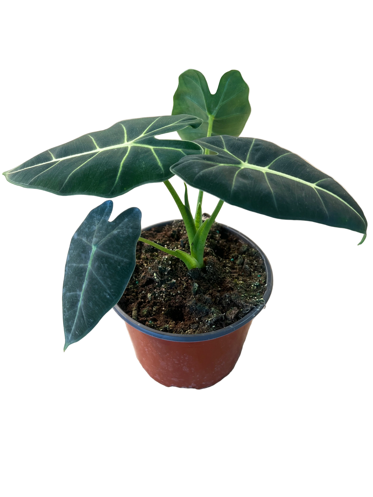 Alocasia 'Frydek'