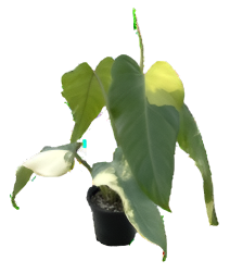 Philodendron Domesticum Variegated 4 inch Grower Pot