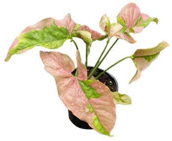 Syngonium ‘Pink Lava’ 4”