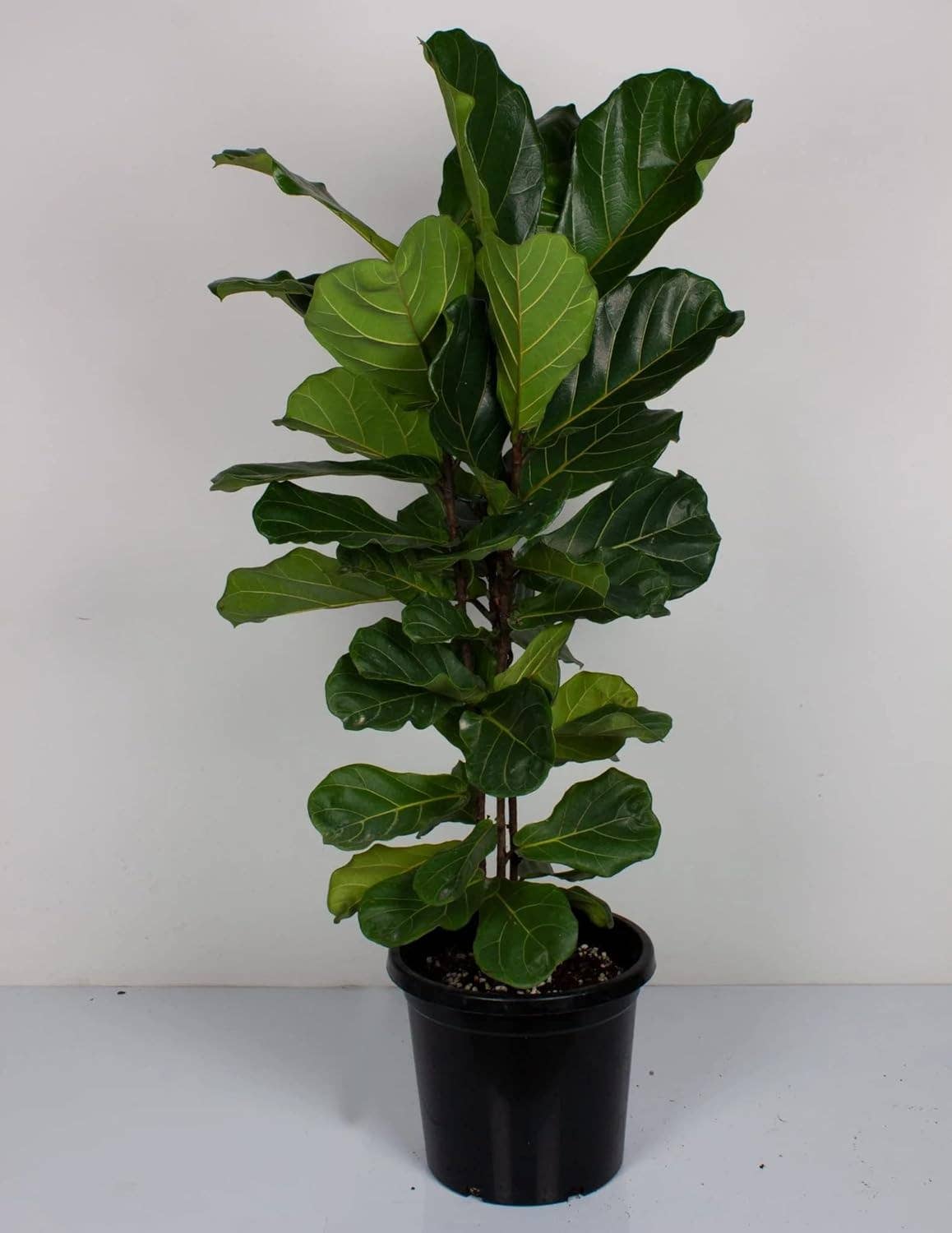 PLANTCO Fiddle Leaf Fig Plant Food (½ lb)