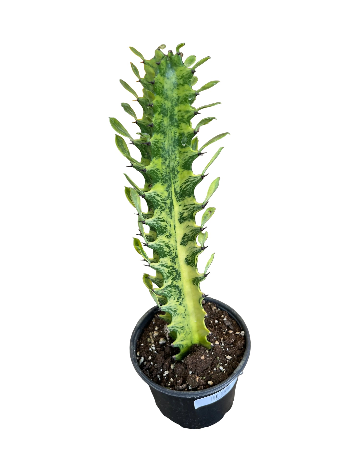 Euphorbia 'Ammak Variegated' 6"