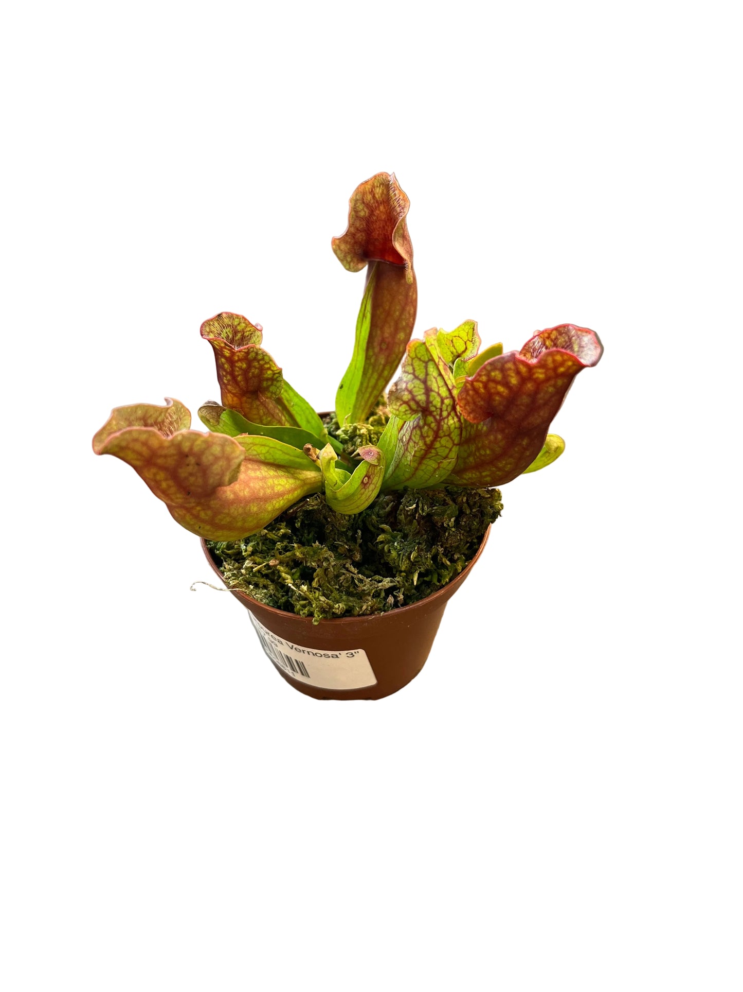 Sarracenia 'Purpurea Vernosa' 3"