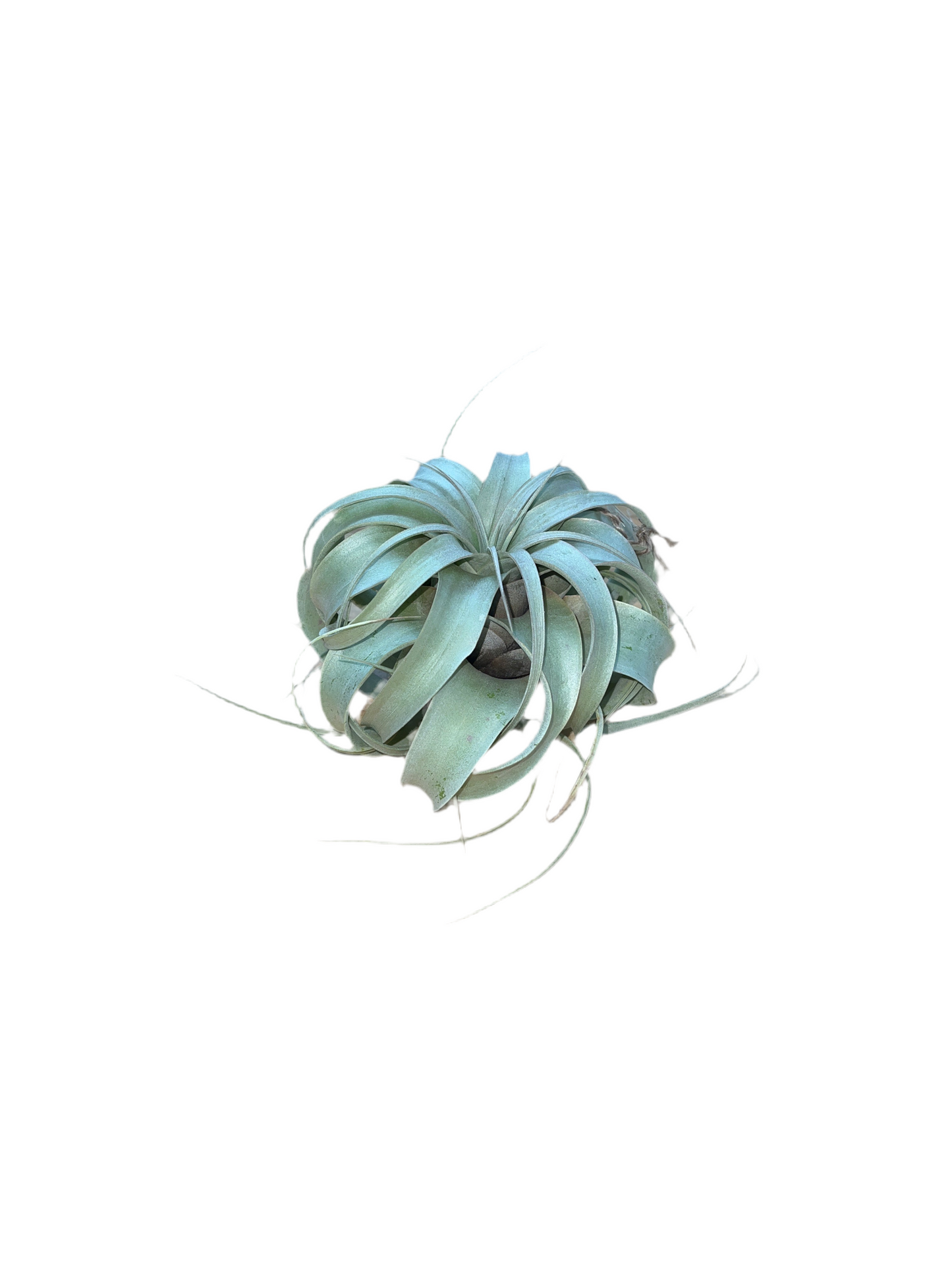 Tillandsia Xerographica