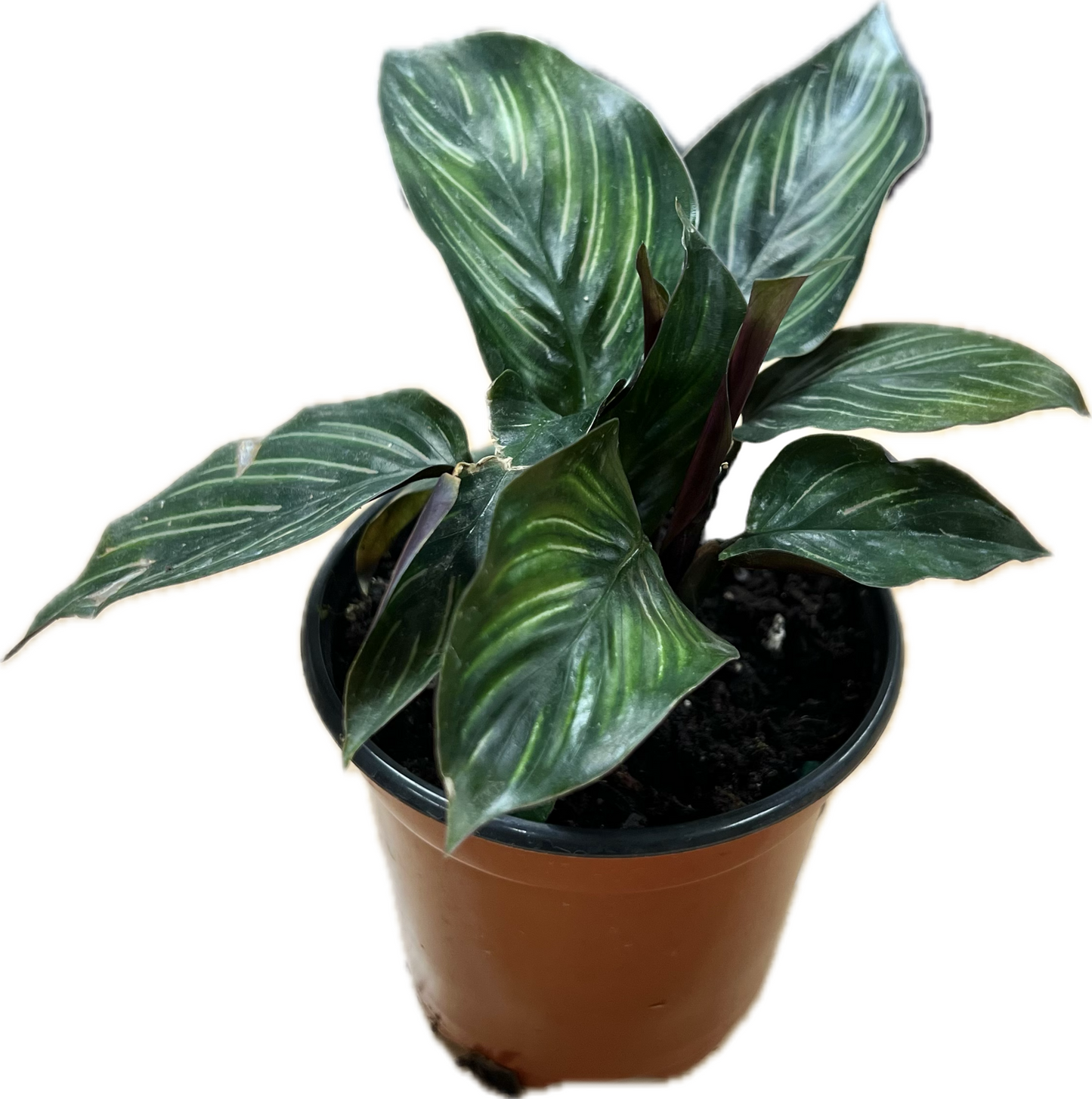 Calathea 'Beauty Star' 4"