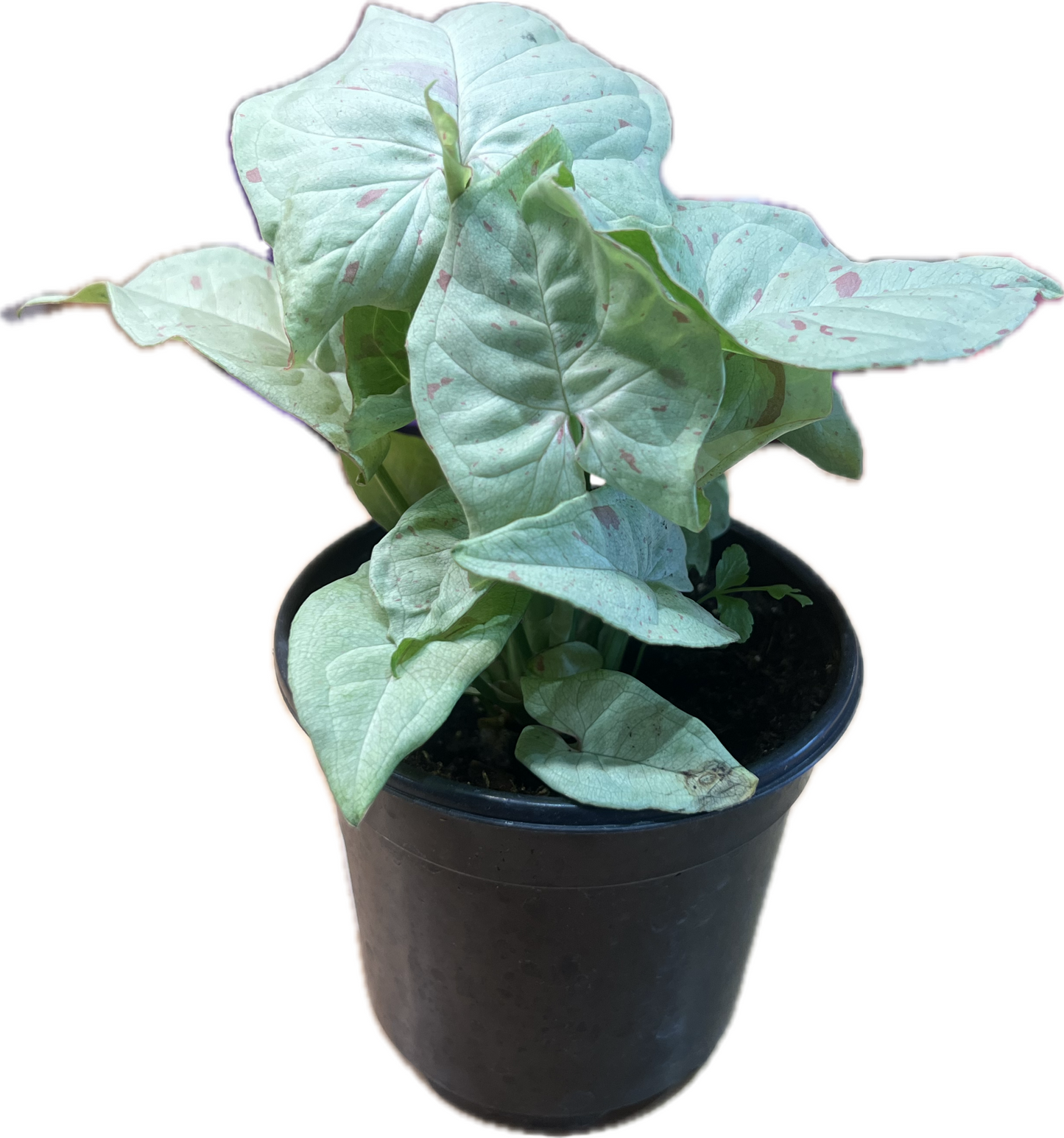 Syngonium 'Milk Confetti' 4"