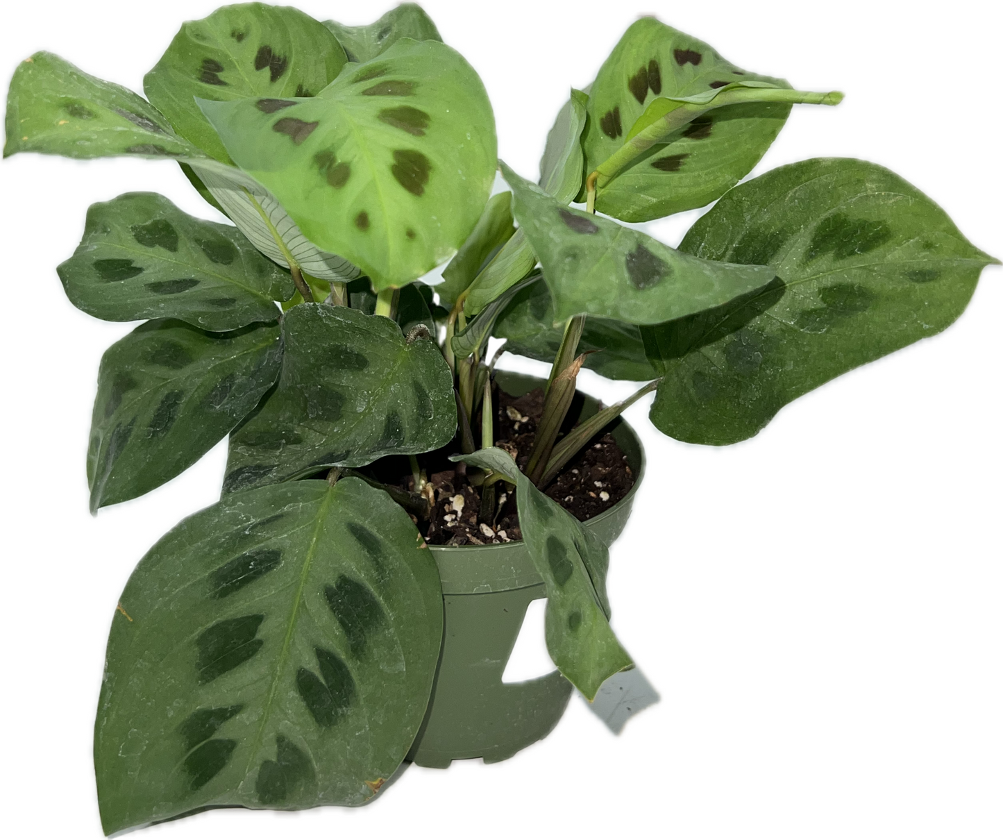 Maranta 'Green' 4"