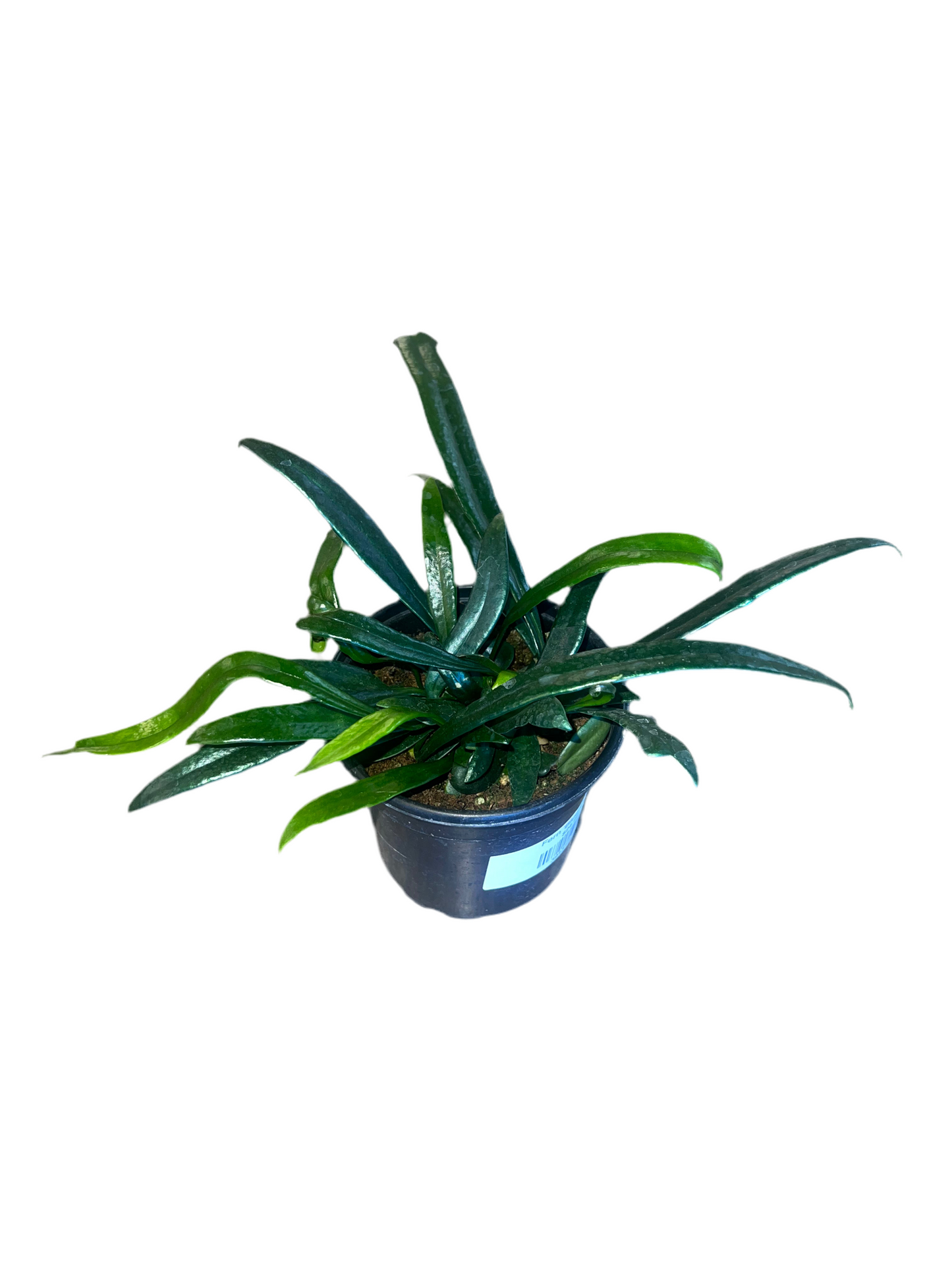 Fern 'Blue Oil' 4"