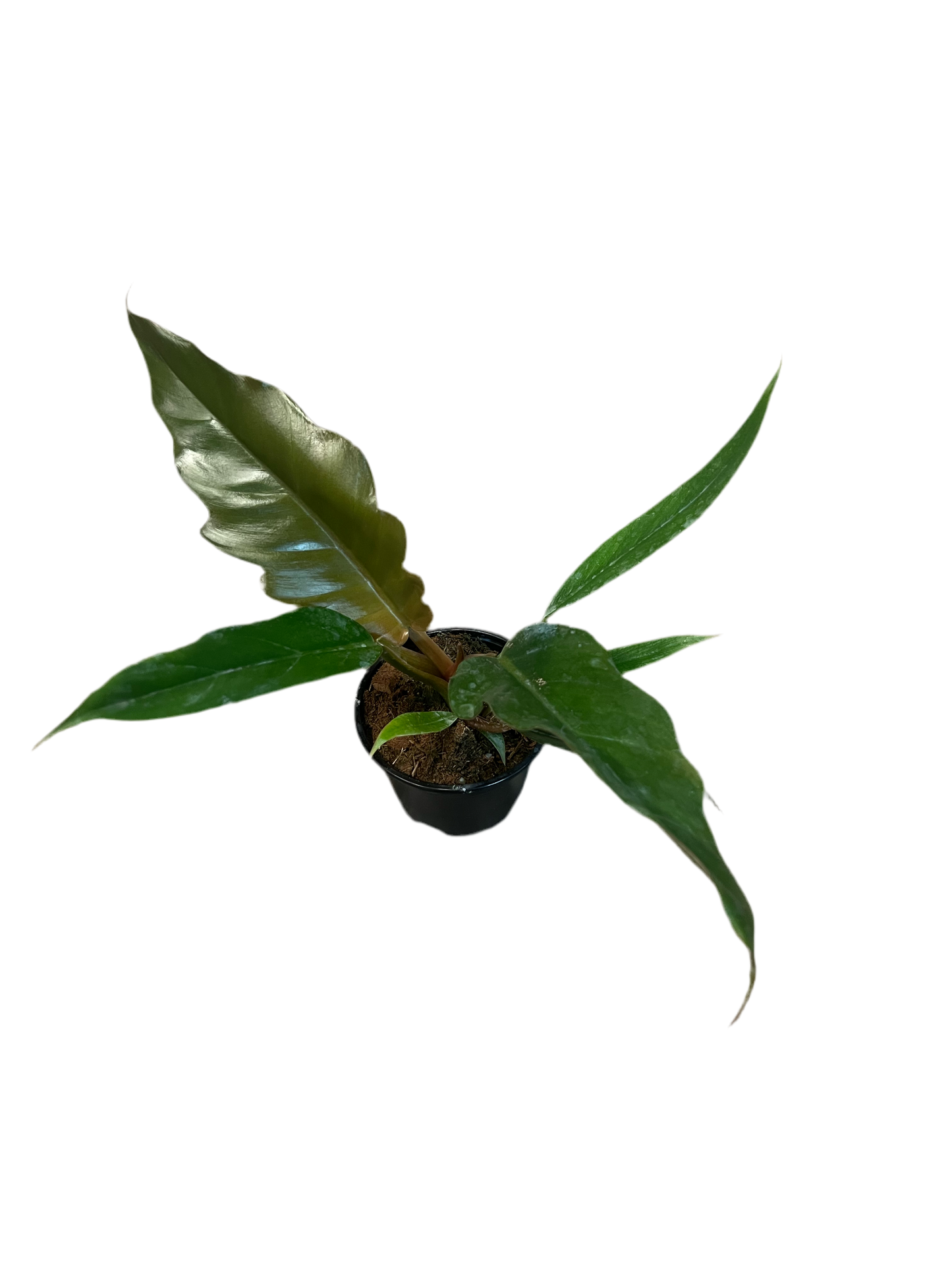 Philodendron ‘Pluto’