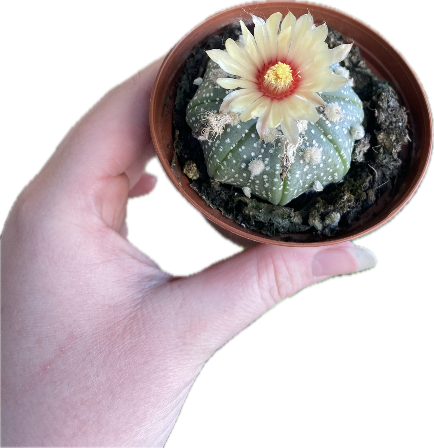 Astrophytum Myiostigma 3"