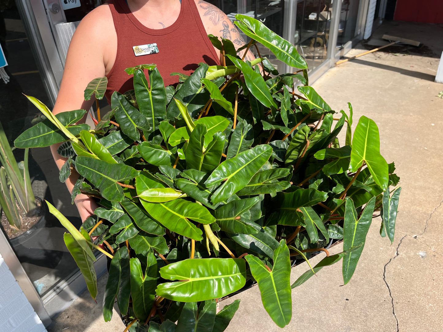 Philodendron 'Billietae' 4"